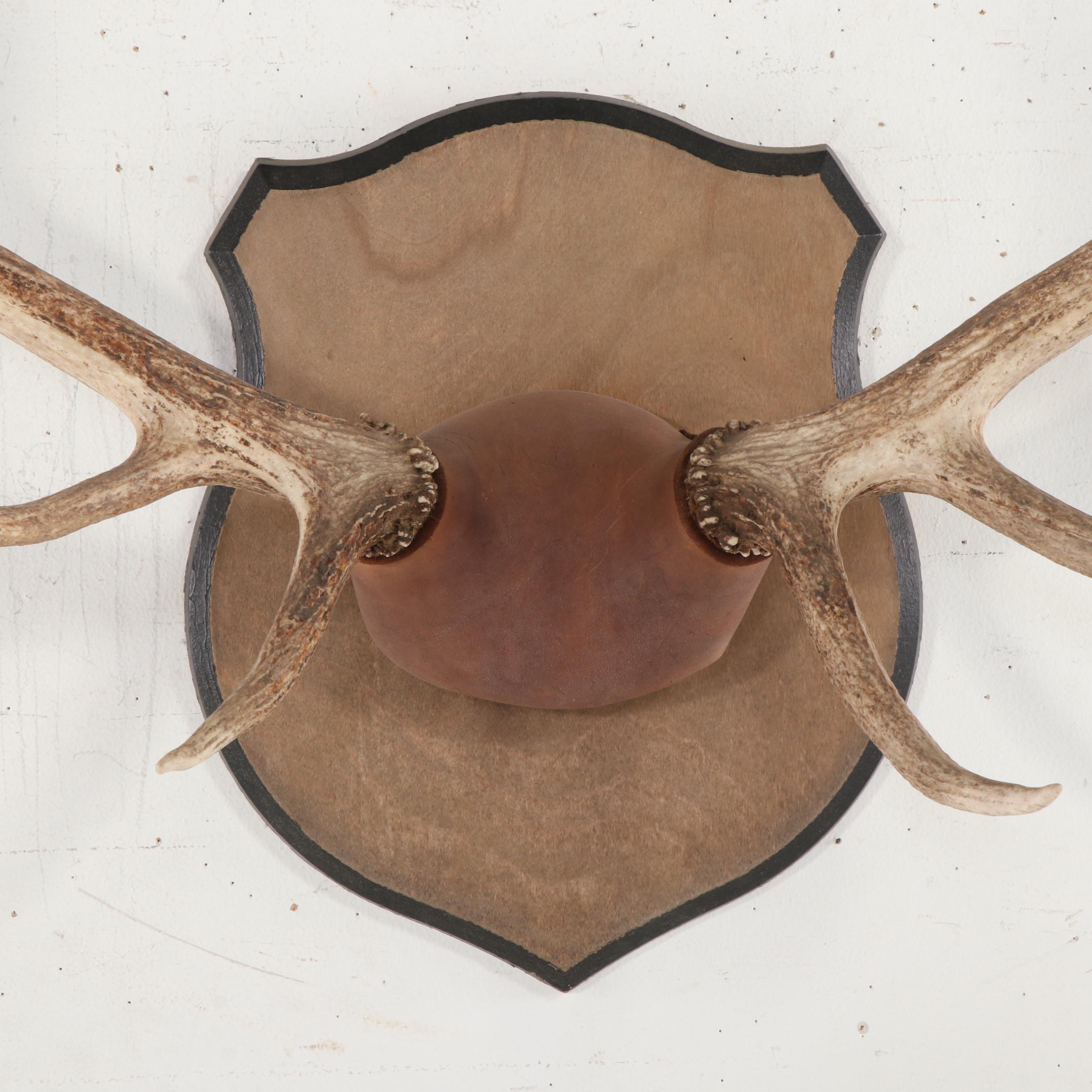 Taxidermy Elk Antlers Mounted on Wooden Shield Plaque