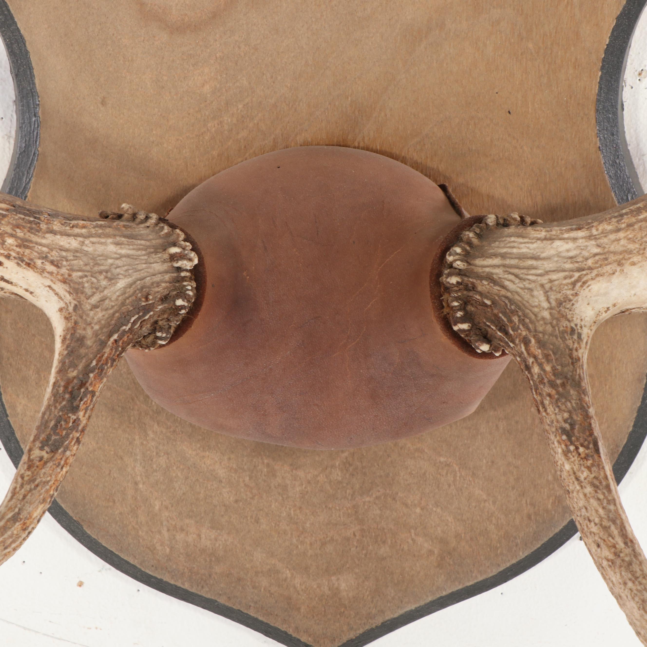 Taxidermy Elk Antlers Mounted on Wooden Shield Plaque
