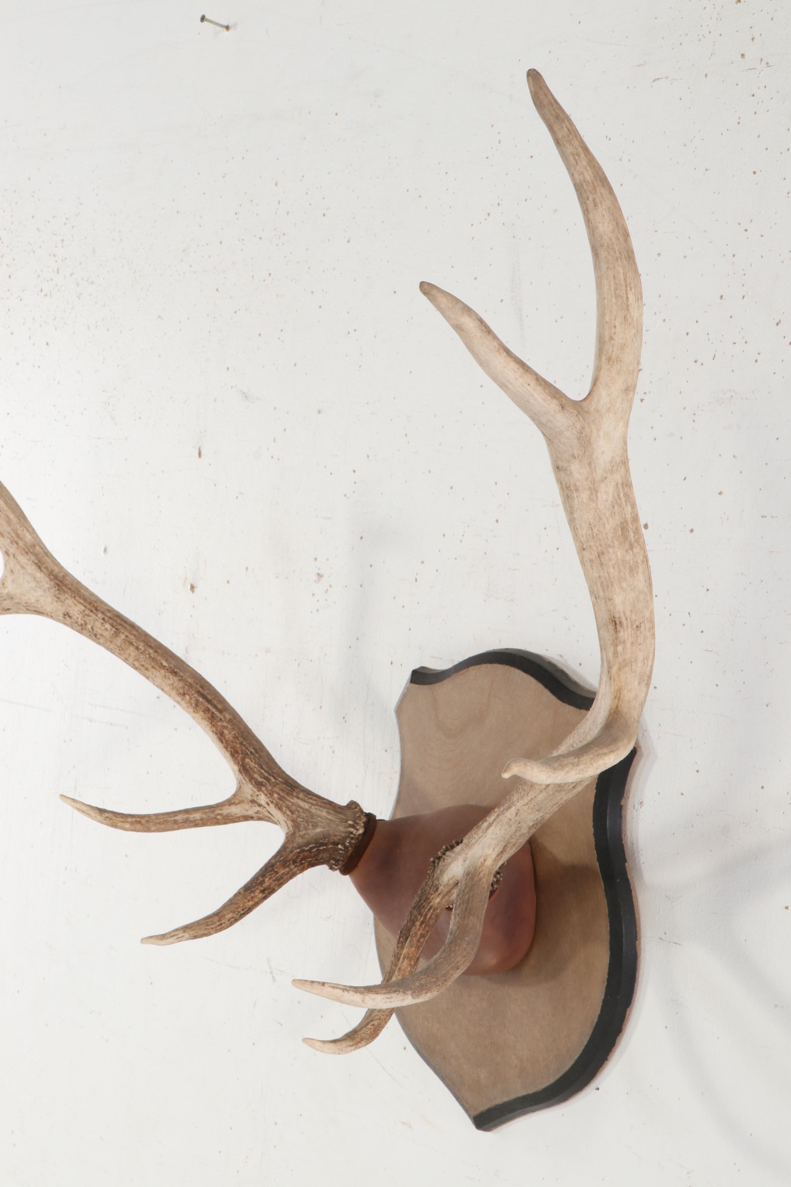 Taxidermy Elk Antlers Mounted on Wooden Shield Plaque