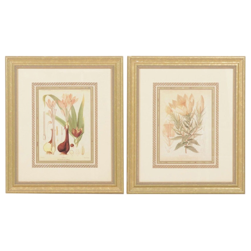 Botanical Illustration Giclées After Auguste Faguet Including "Mentzelia Ornata"