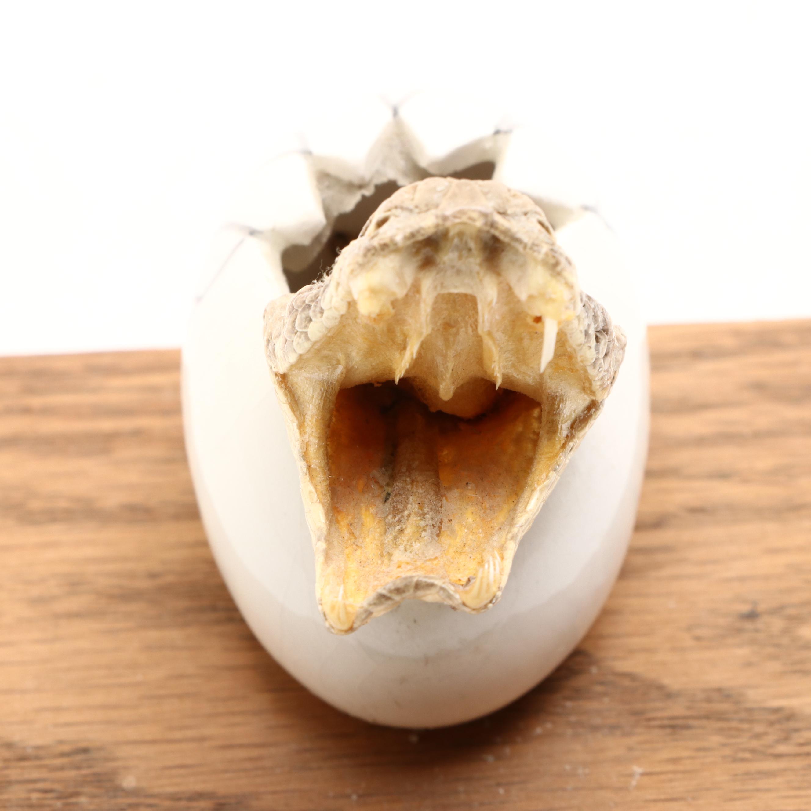Western Diamondback Rattlesnake Head Mount in Ceramic Egg EBTH