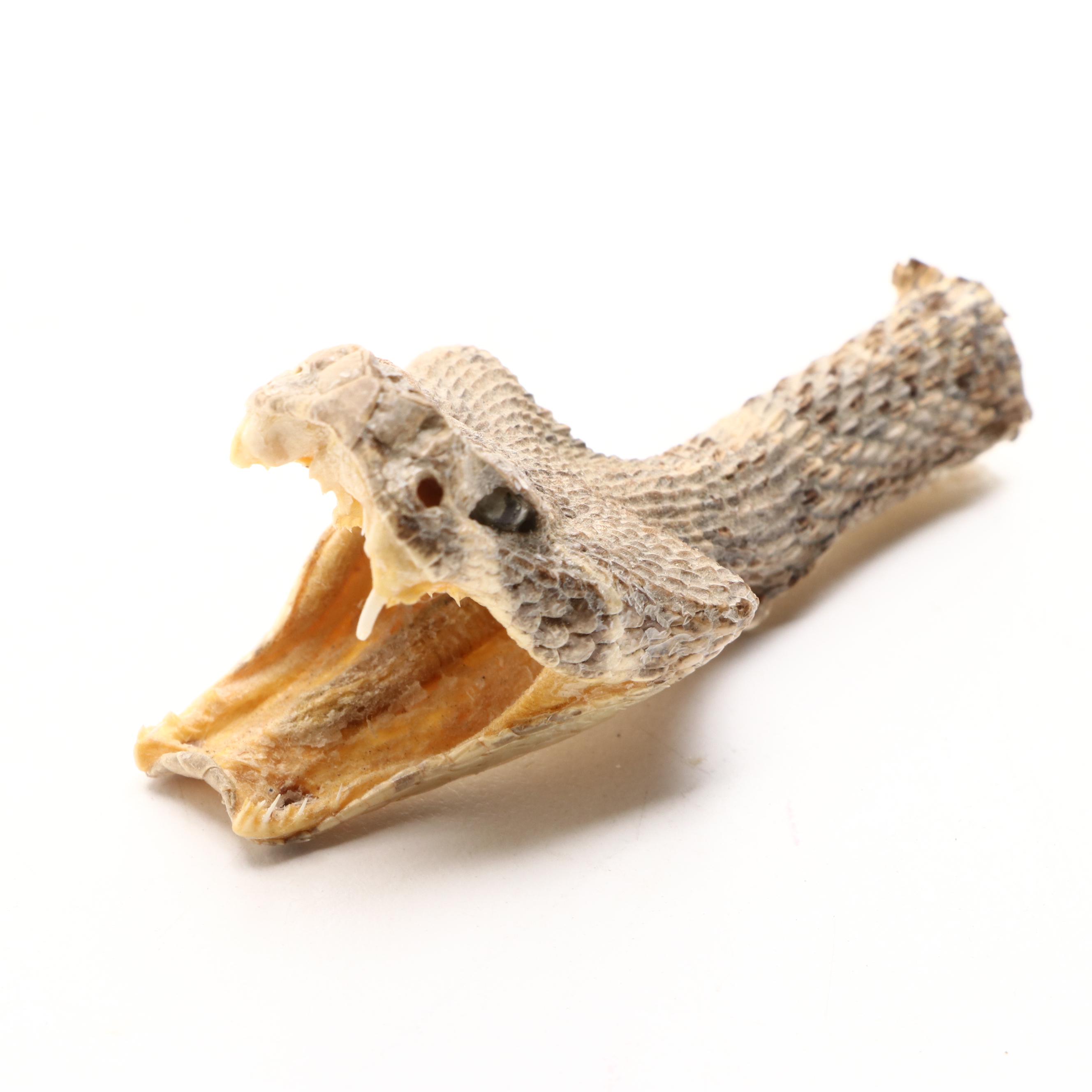 Western Diamondback Rattlesnake Head Mount in Ceramic Egg EBTH