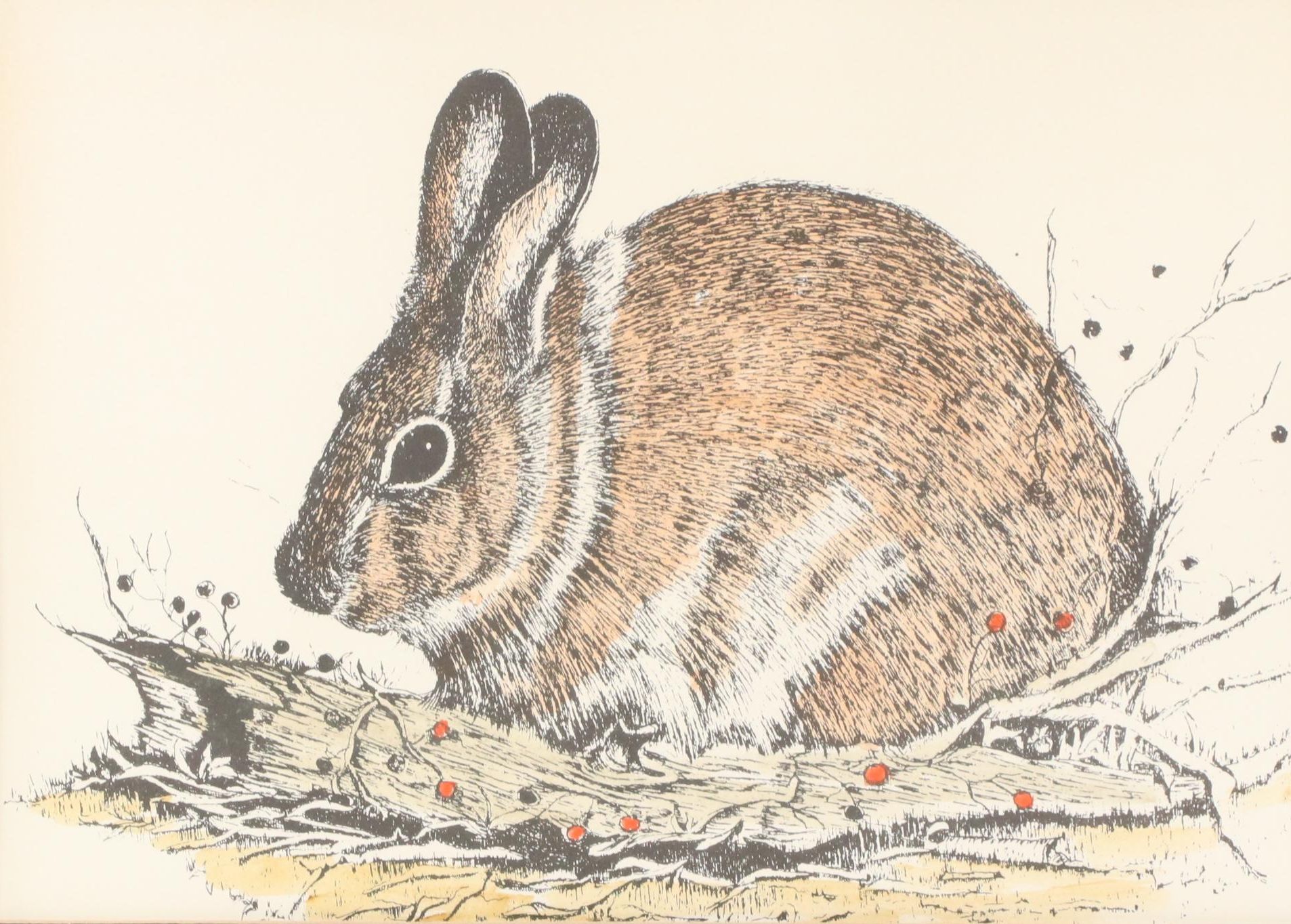 Hand-Colored Lithograph of Hare, Circa 1960