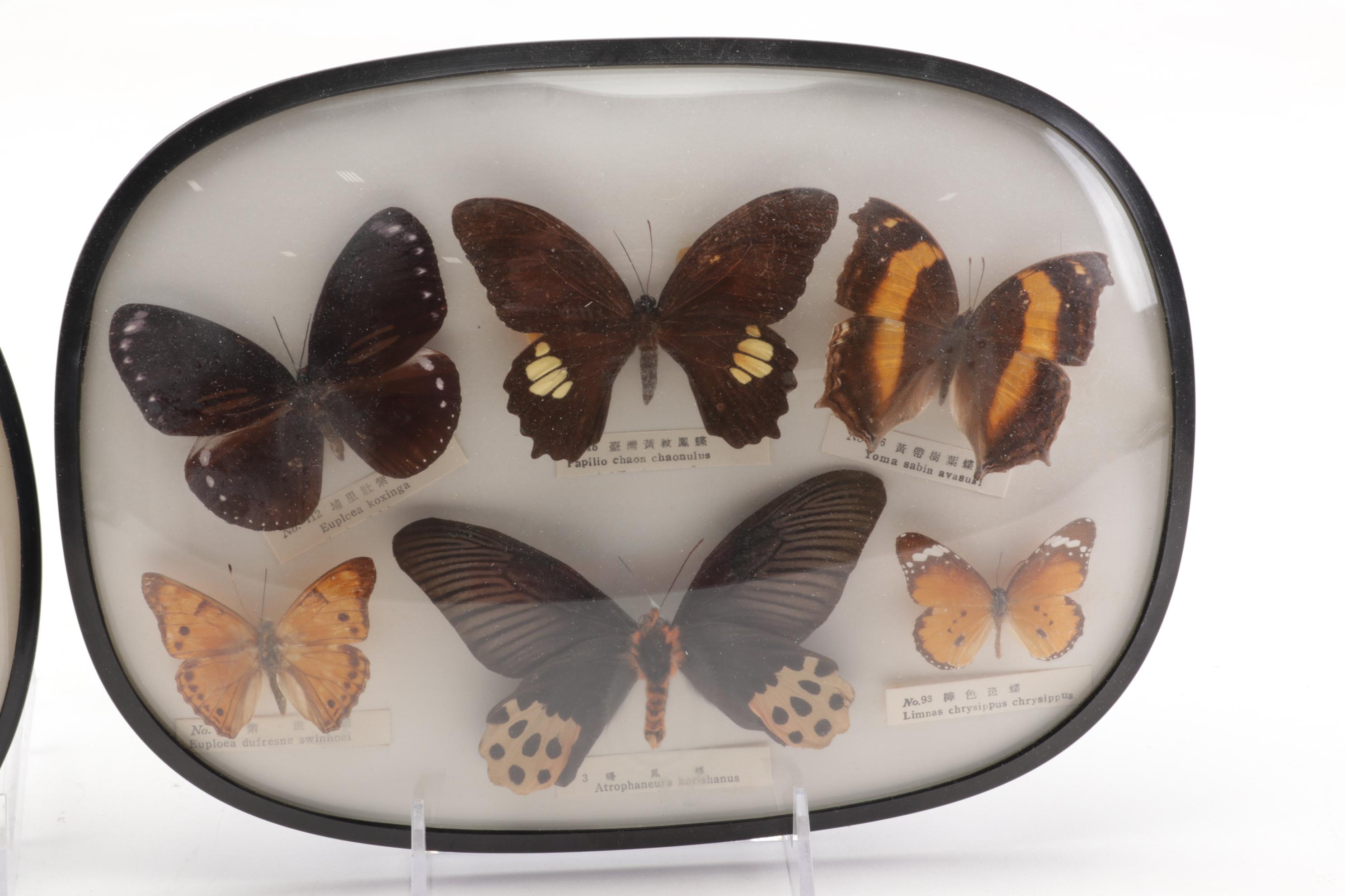 Two Taxidermy Butterfly Framed Displays