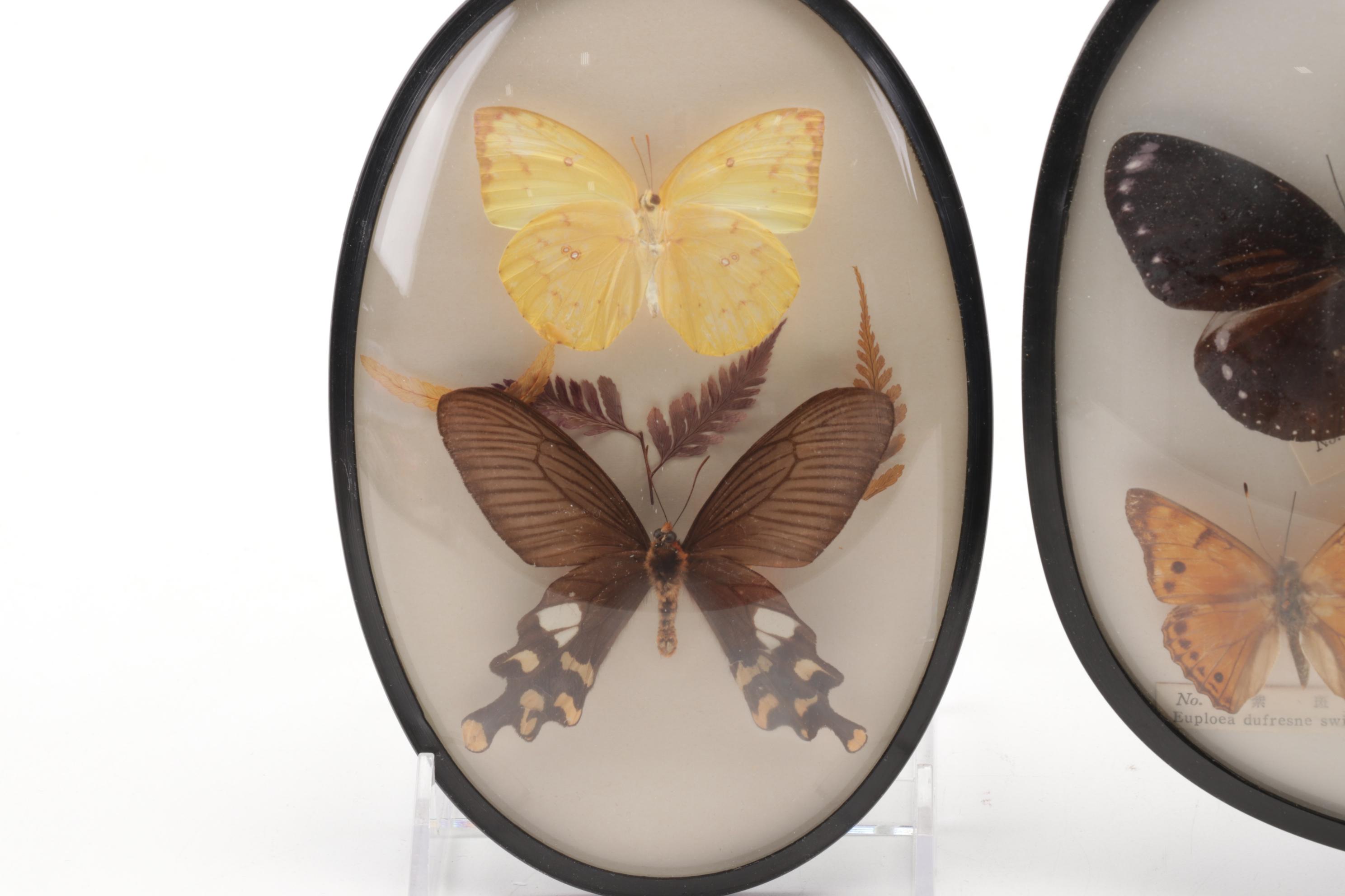 Two Taxidermy Butterfly Framed Displays