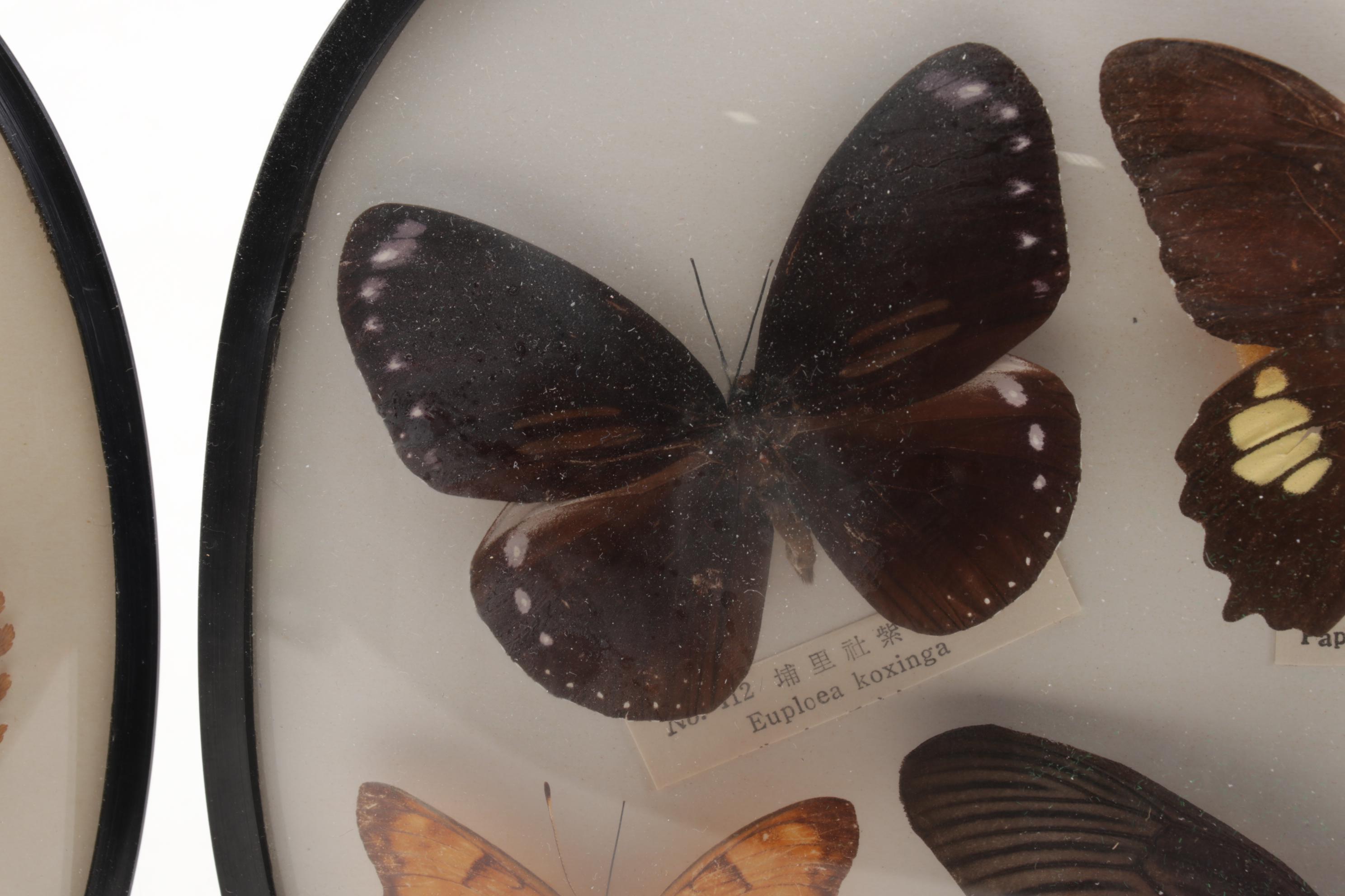 Two Taxidermy Butterfly Framed Displays