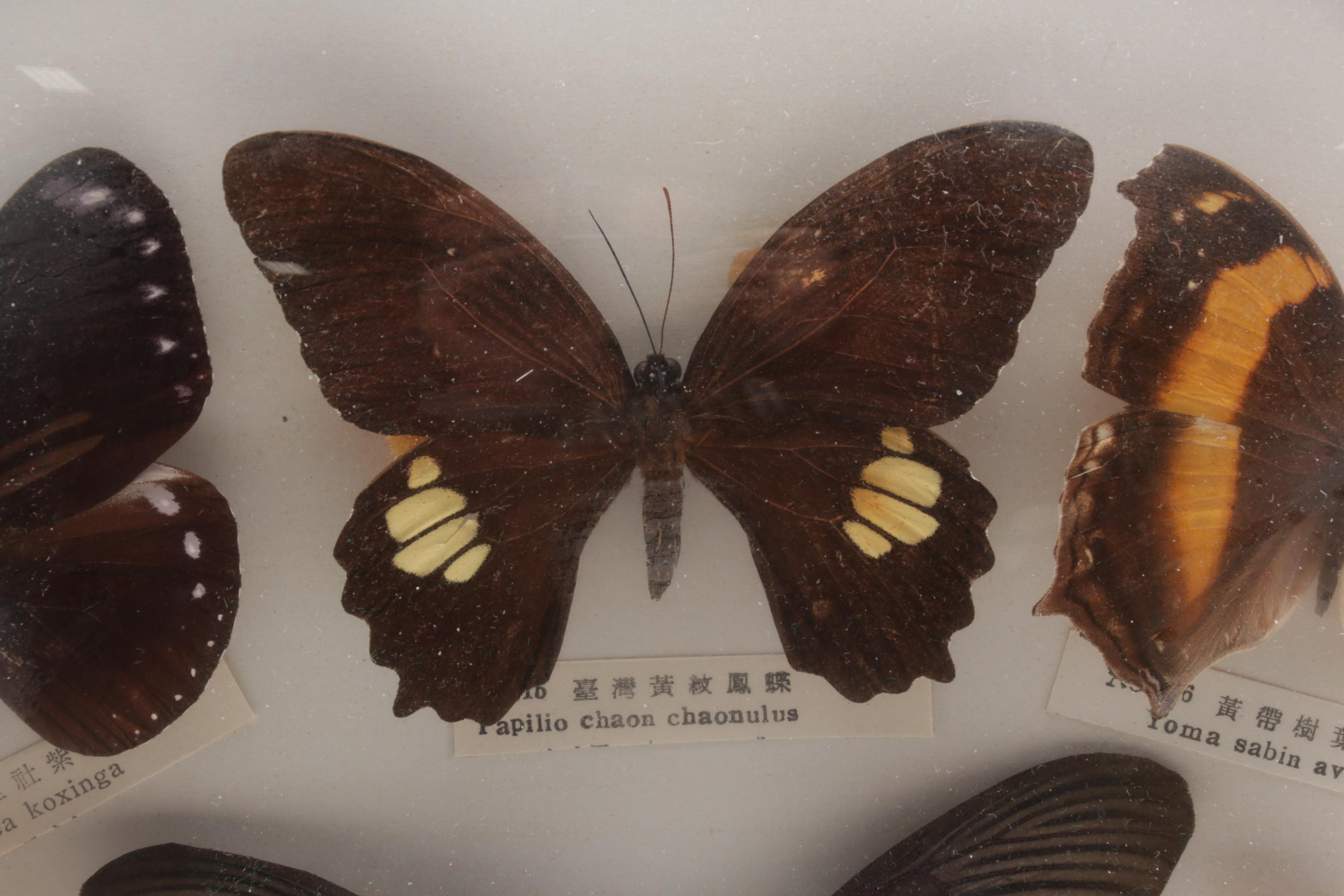 Two Taxidermy Butterfly Framed Displays