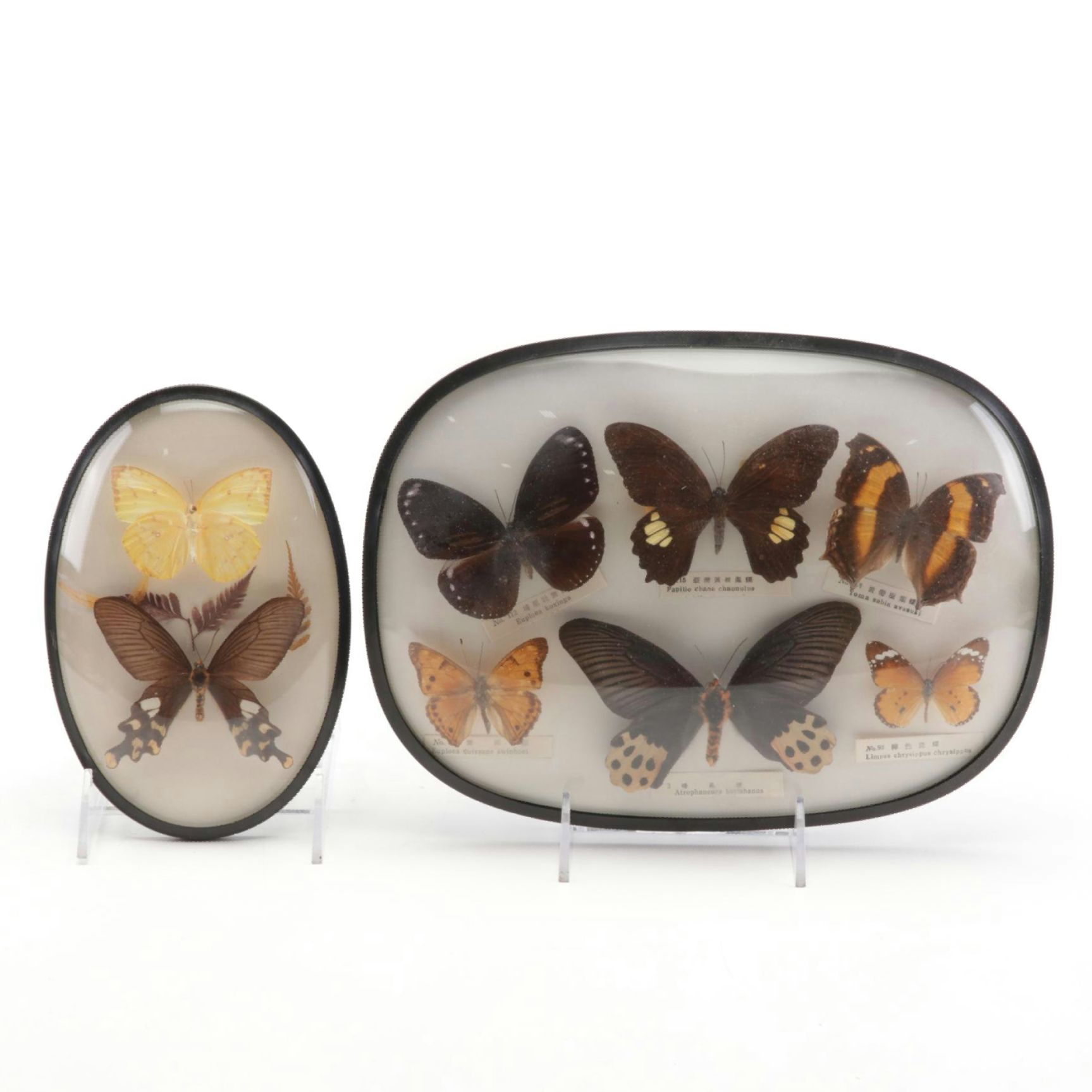 Two Taxidermy Butterfly Framed Displays