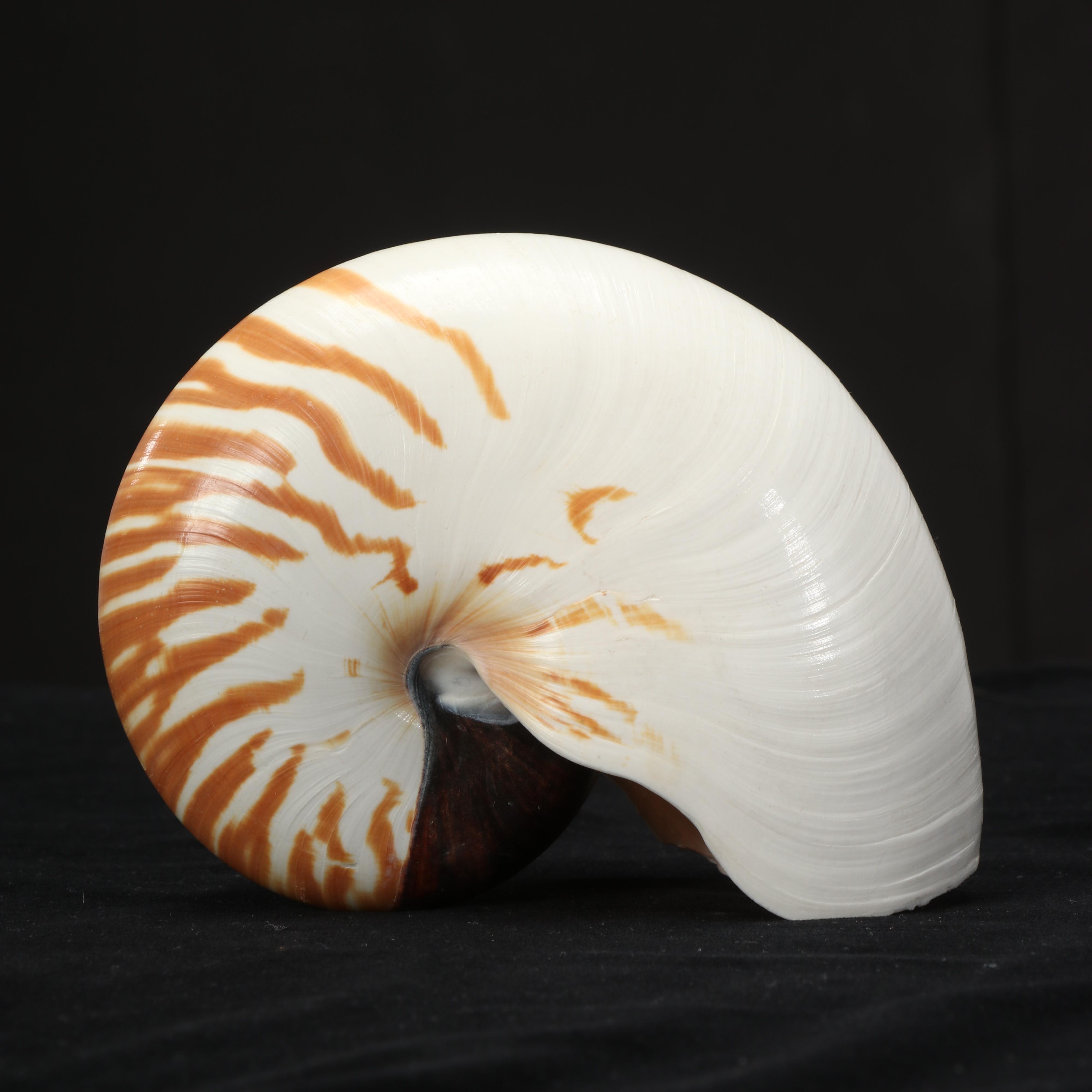 Chambered Nautilus Shell, Decorative Conch Shell, and Pottery Urn