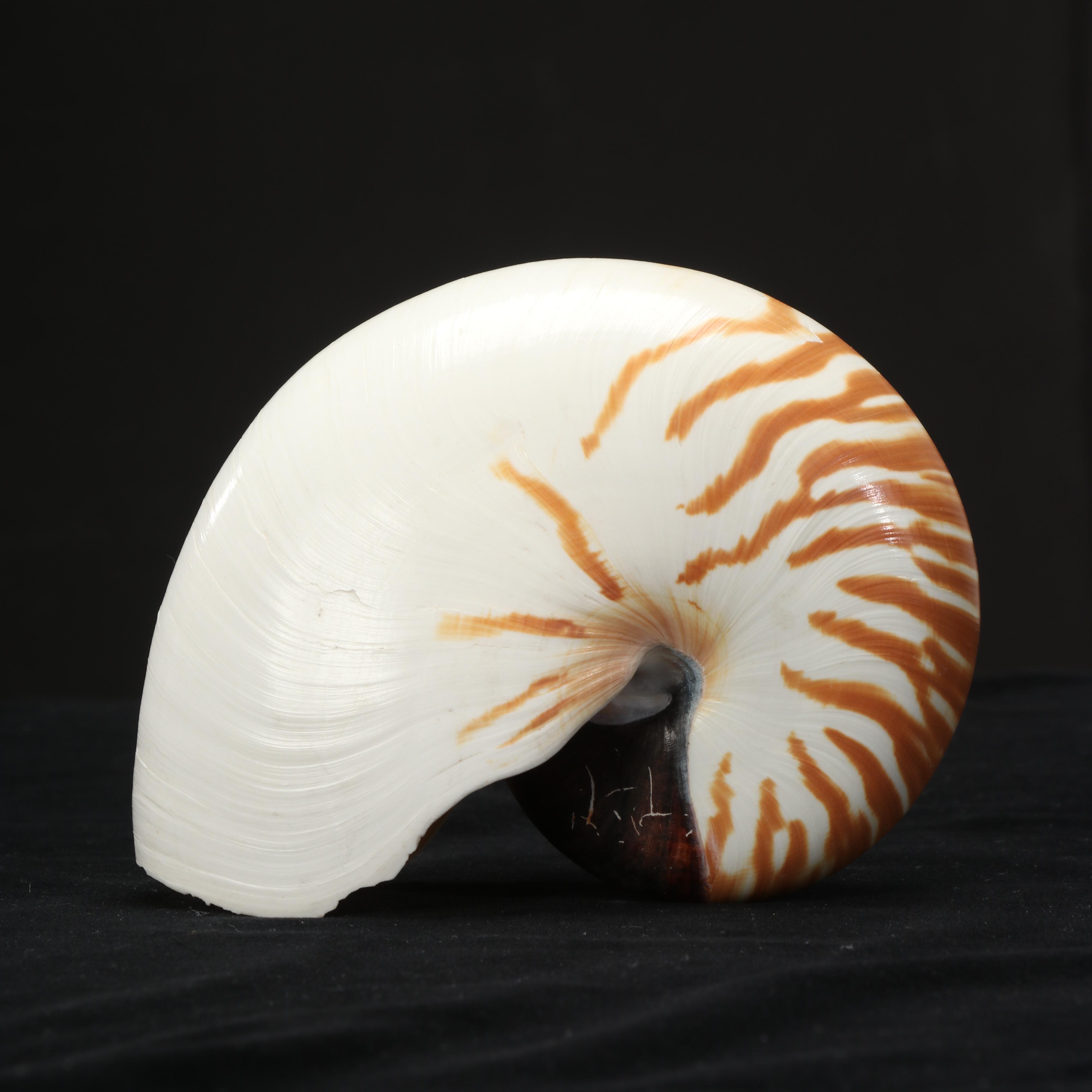 Chambered Nautilus Shell, Decorative Conch Shell, and Pottery Urn