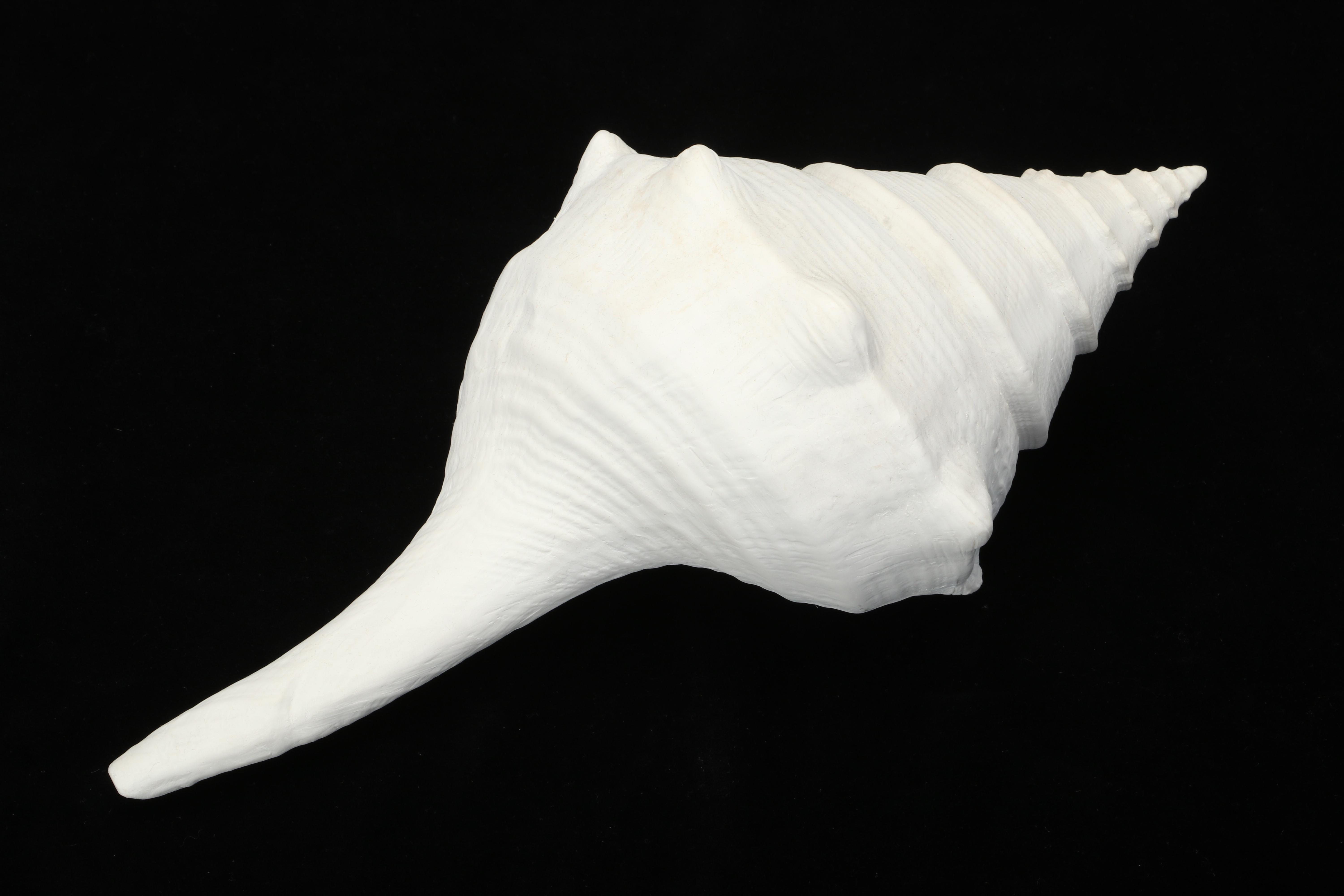 Chambered Nautilus Shell, Decorative Conch Shell, and Pottery Urn