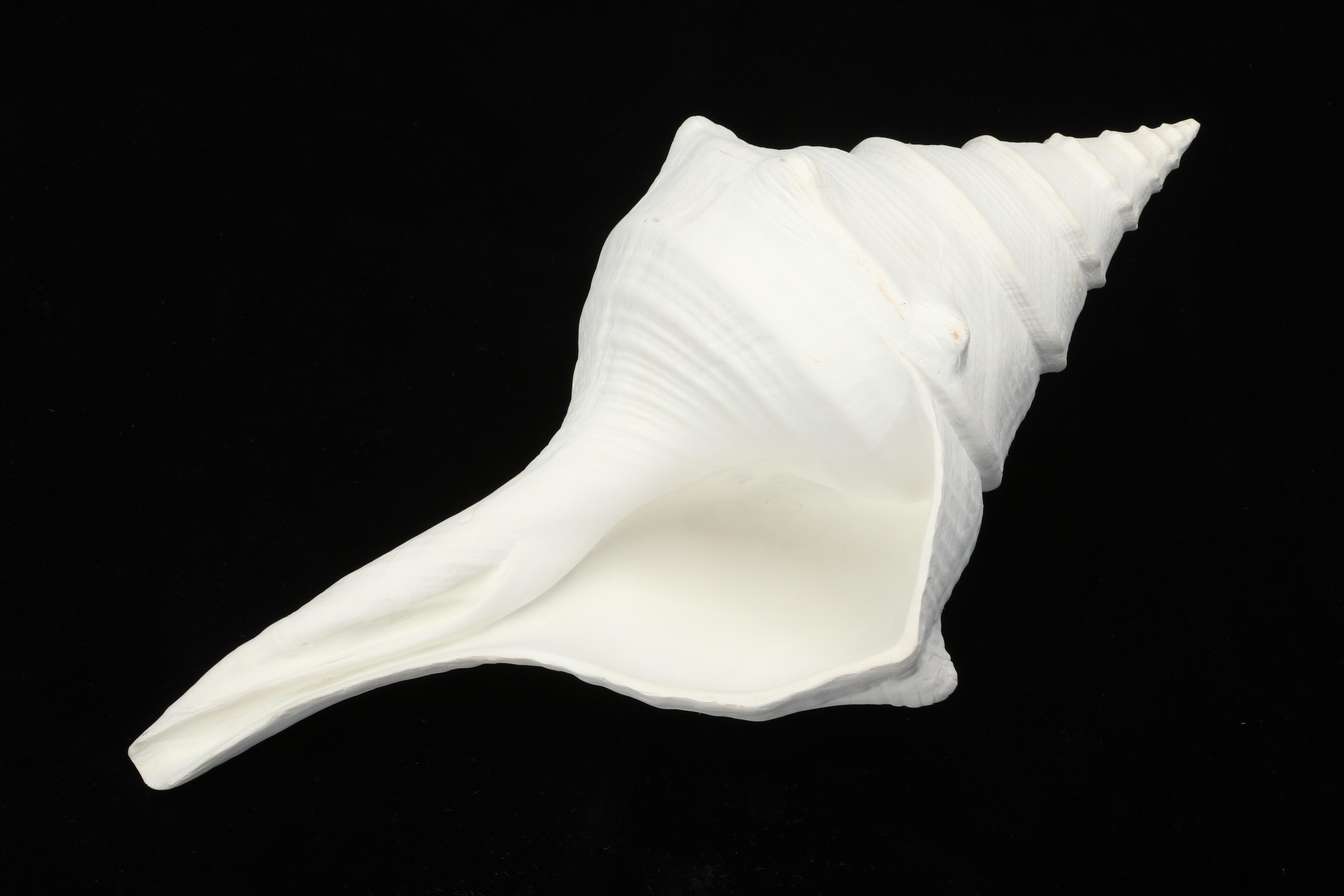 Chambered Nautilus Shell, Decorative Conch Shell, and Pottery Urn