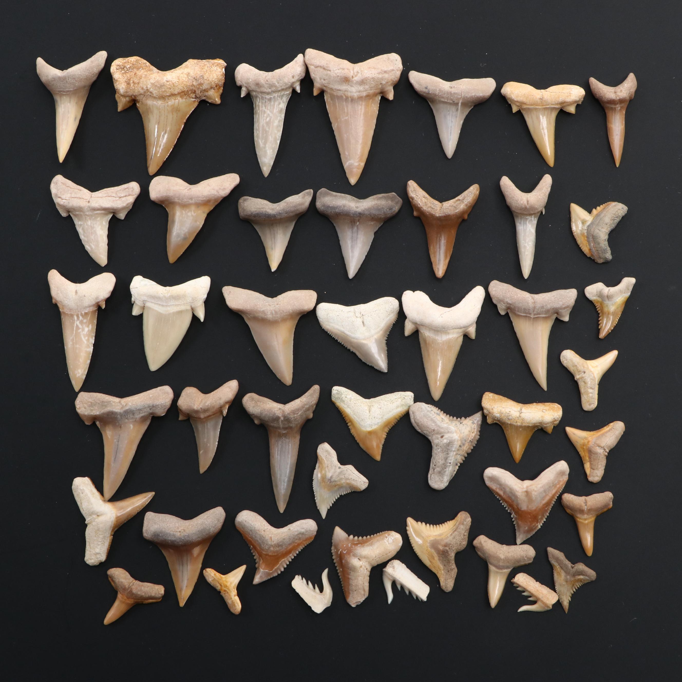 Fossillized Cow Shark Teeth, with Tiger Shark Teeth and More
