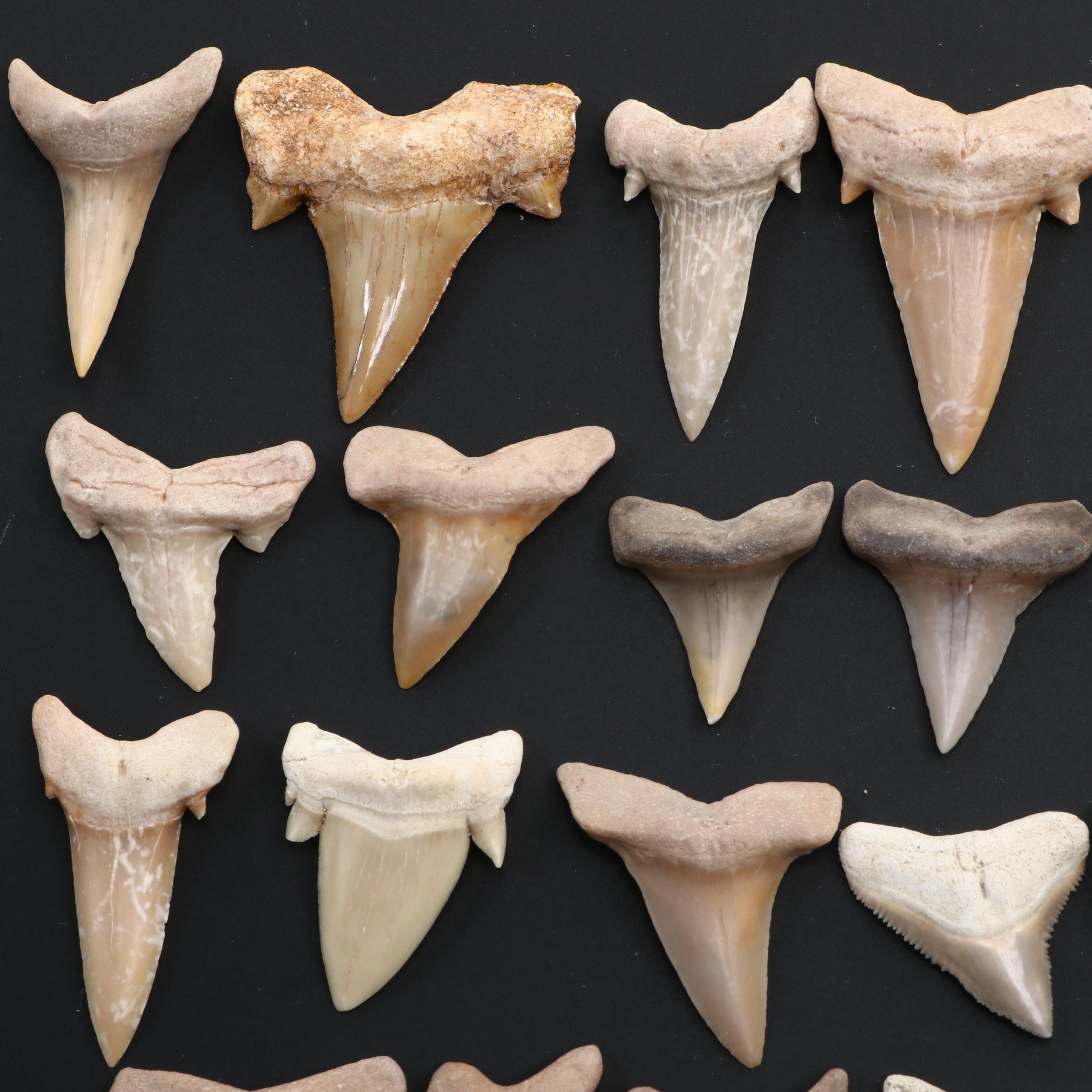 Fossillized Cow Shark Teeth, with Tiger Shark Teeth and More