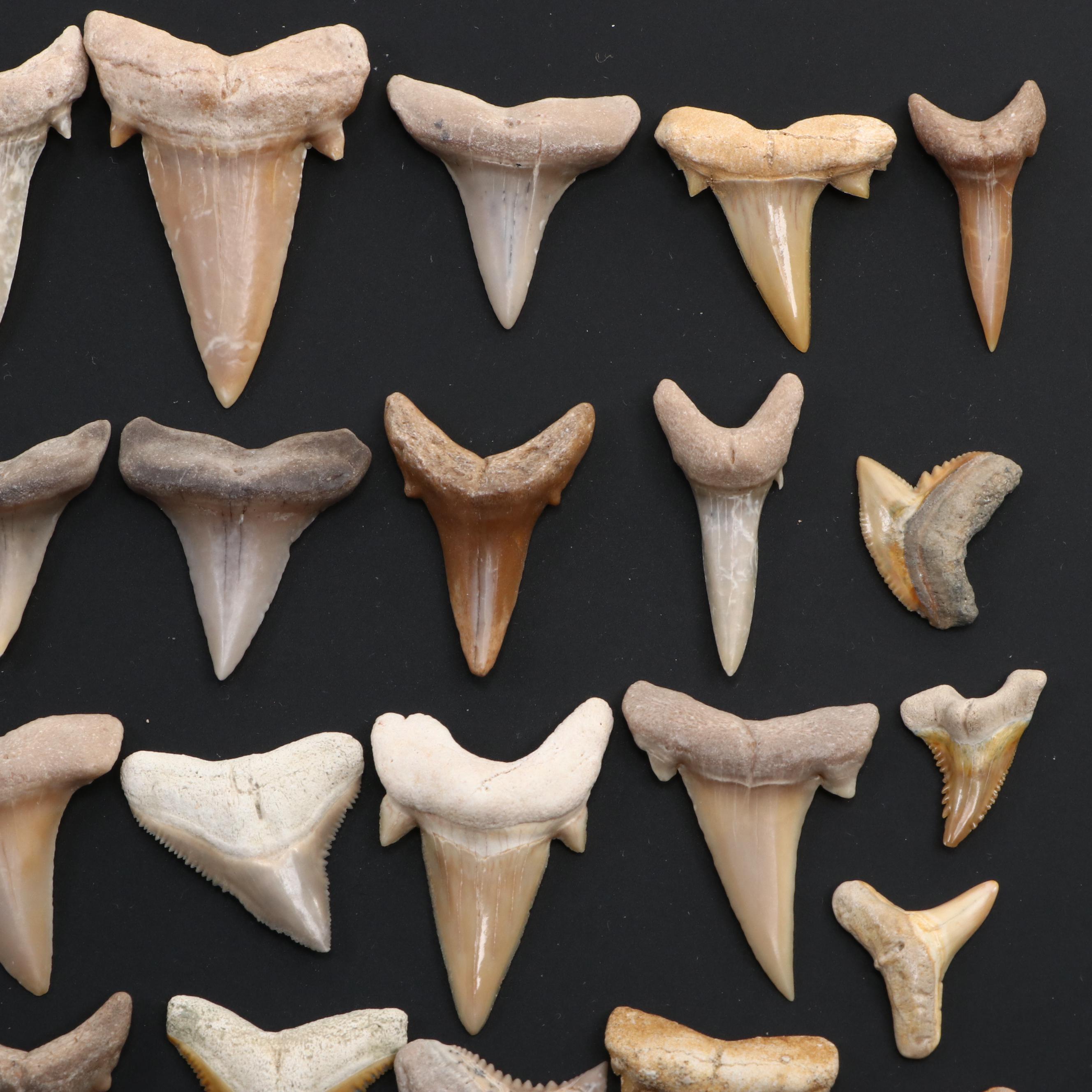 Fossillized Cow Shark Teeth, with Tiger Shark Teeth and More