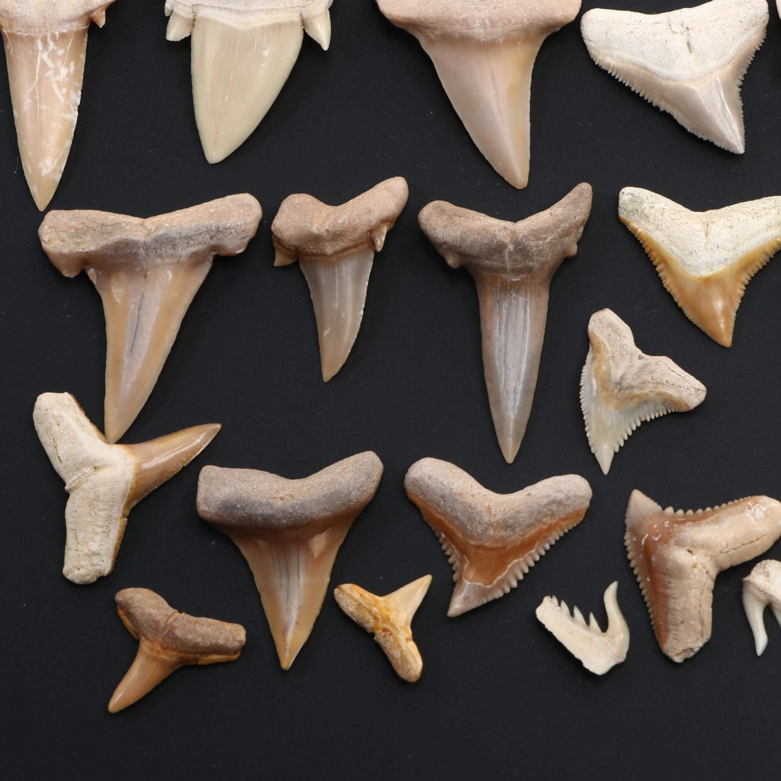 Fossillized Cow Shark Teeth, with Tiger Shark Teeth and More