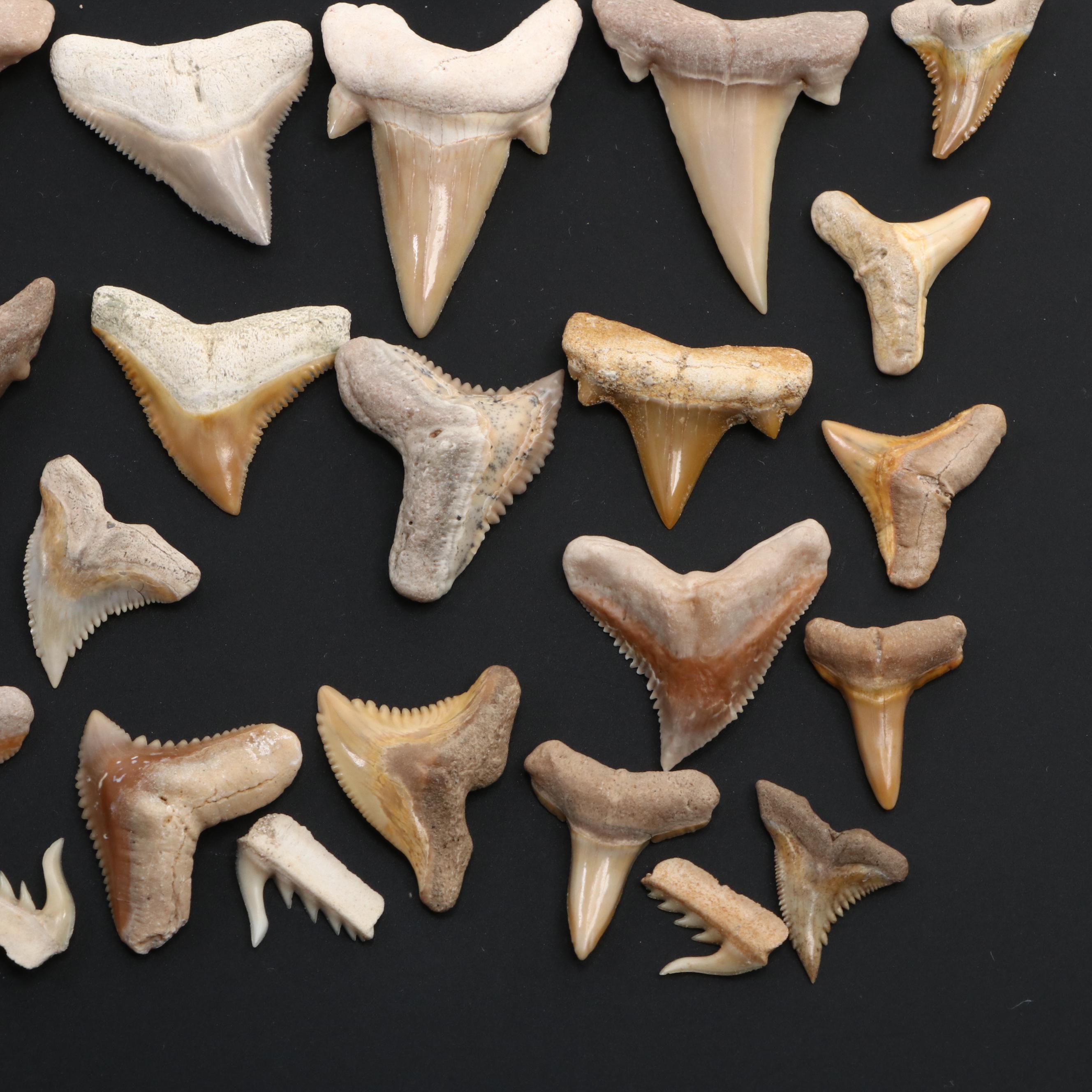 Fossillized Cow Shark Teeth, with Tiger Shark Teeth and More