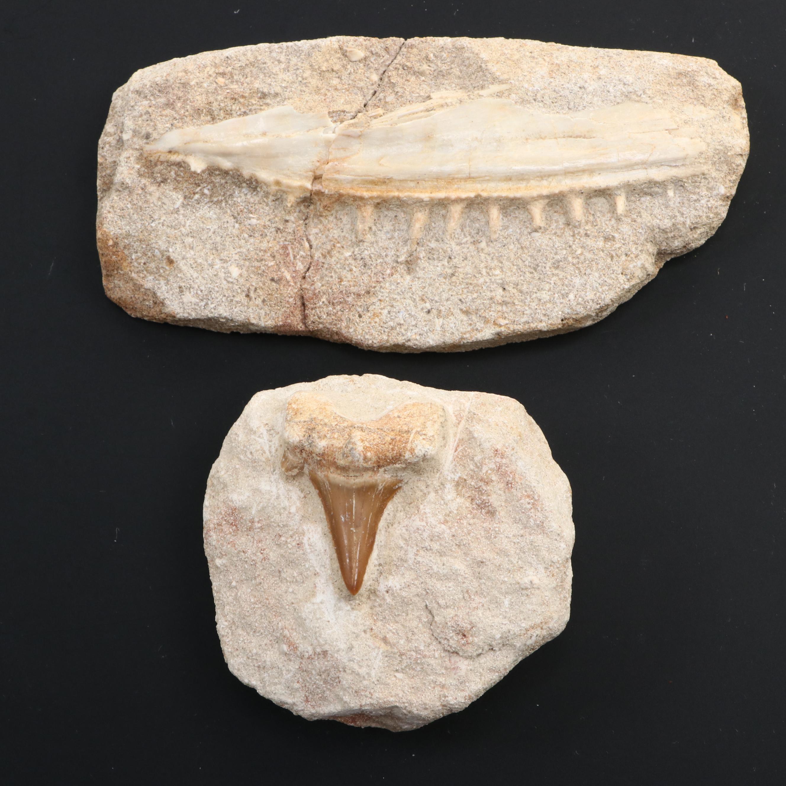 Fossilized Dinosaur Teeth and Fossilized Shark Tooth in Matrix