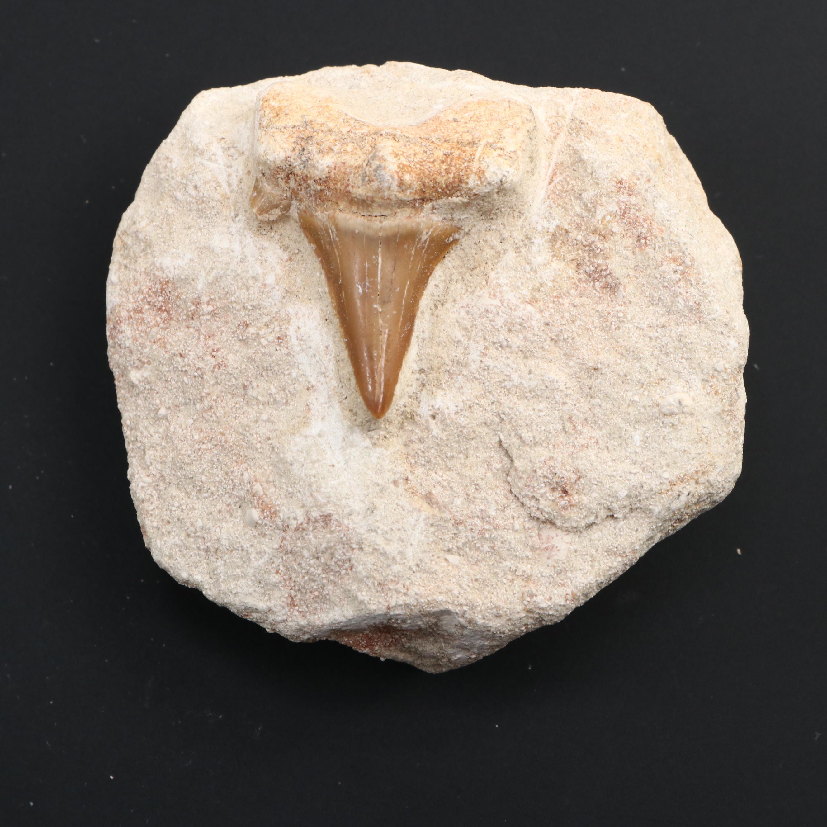 Fossilized Dinosaur Teeth and Fossilized Shark Tooth in Matrix