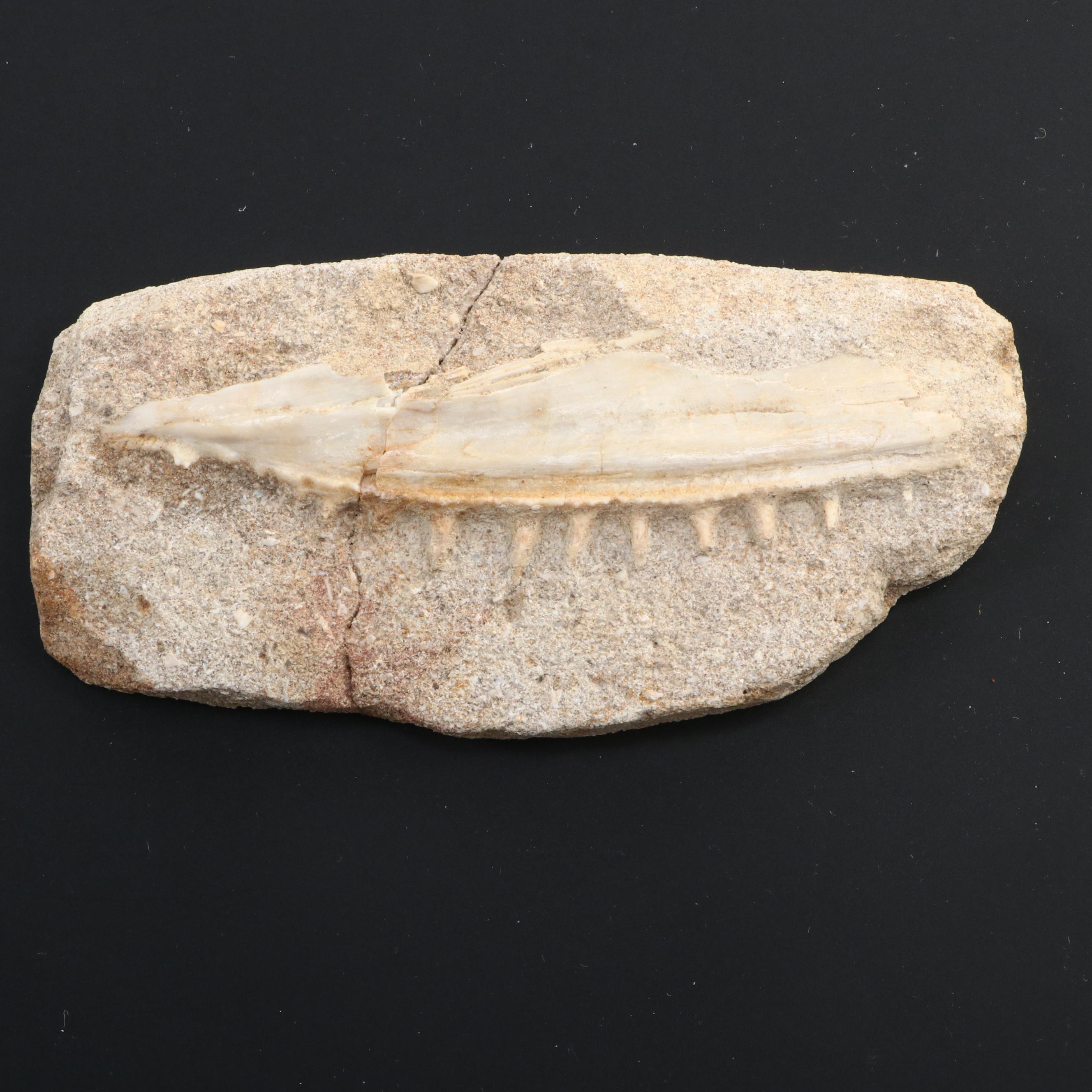 Fossilized Dinosaur Teeth and Fossilized Shark Tooth in Matrix