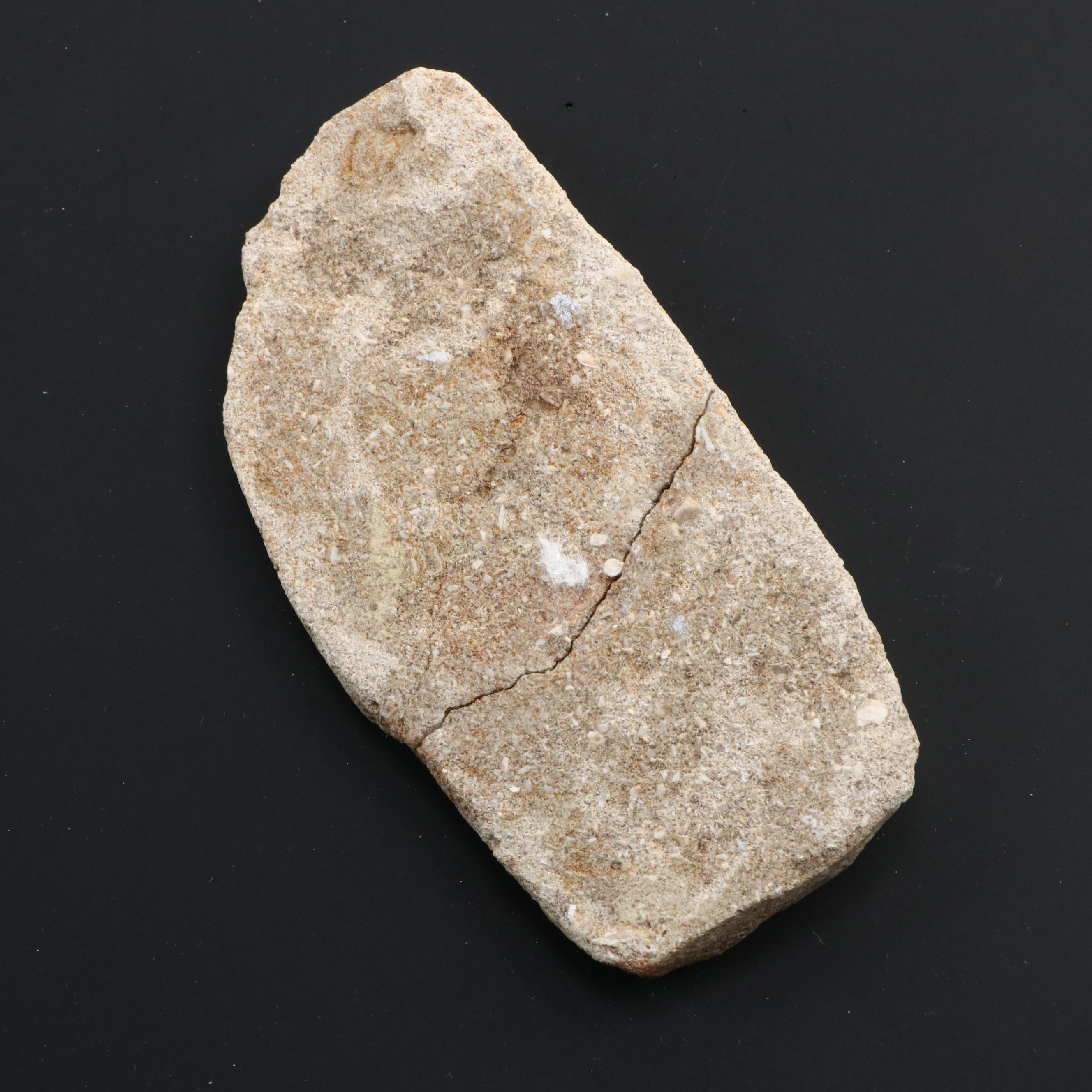 Fossilized Dinosaur Teeth and Fossilized Shark Tooth in Matrix