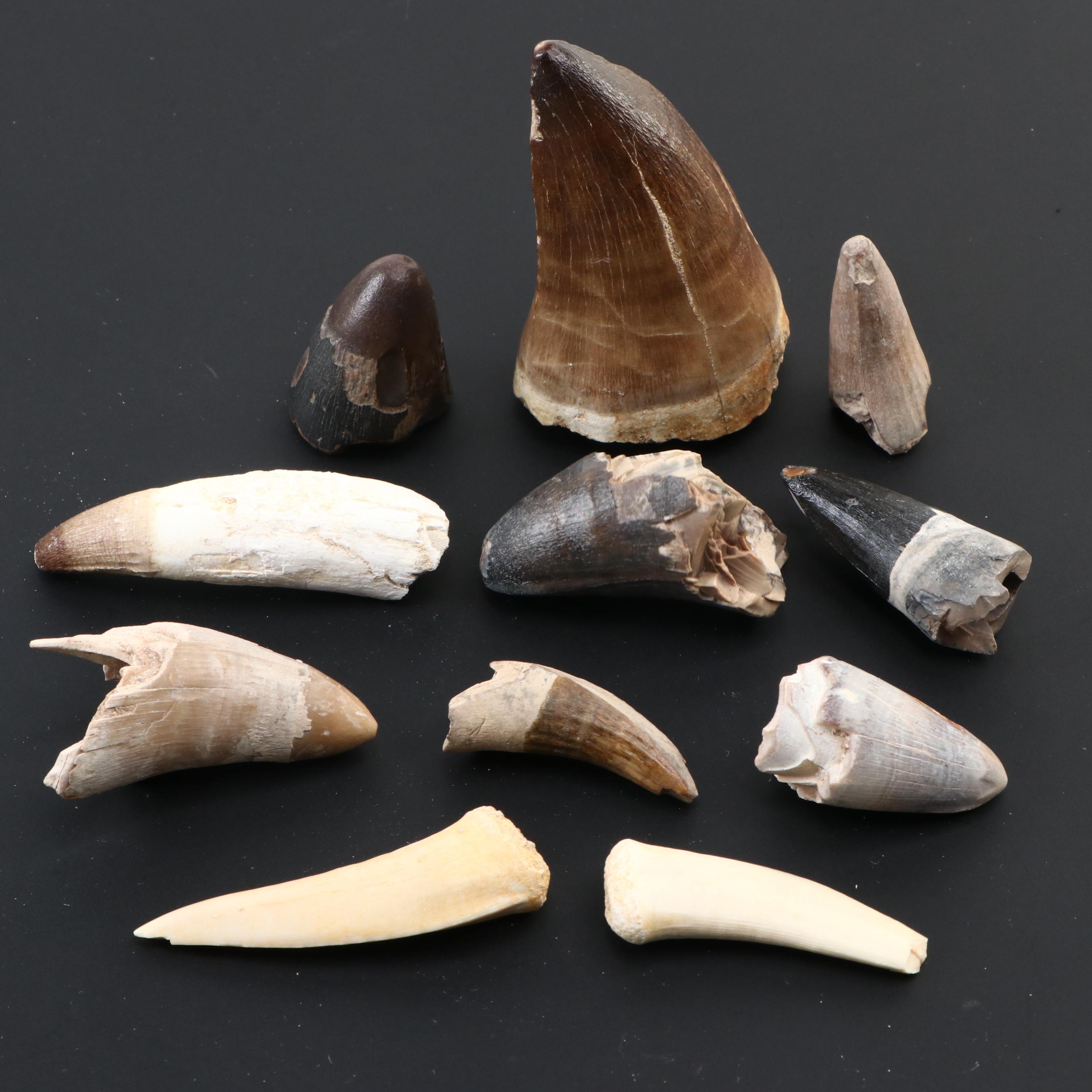 Spinosaurus Tooth with Alligator, Crocodile and Other Fossilized Teeth