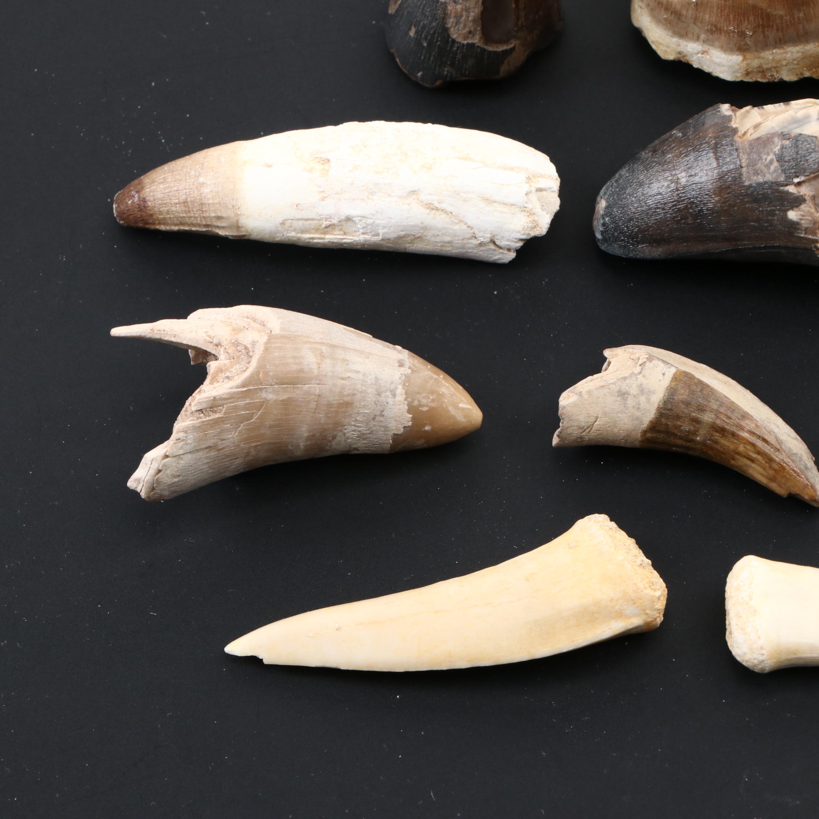Spinosaurus Tooth with Alligator, Crocodile and Other Fossilized Teeth
