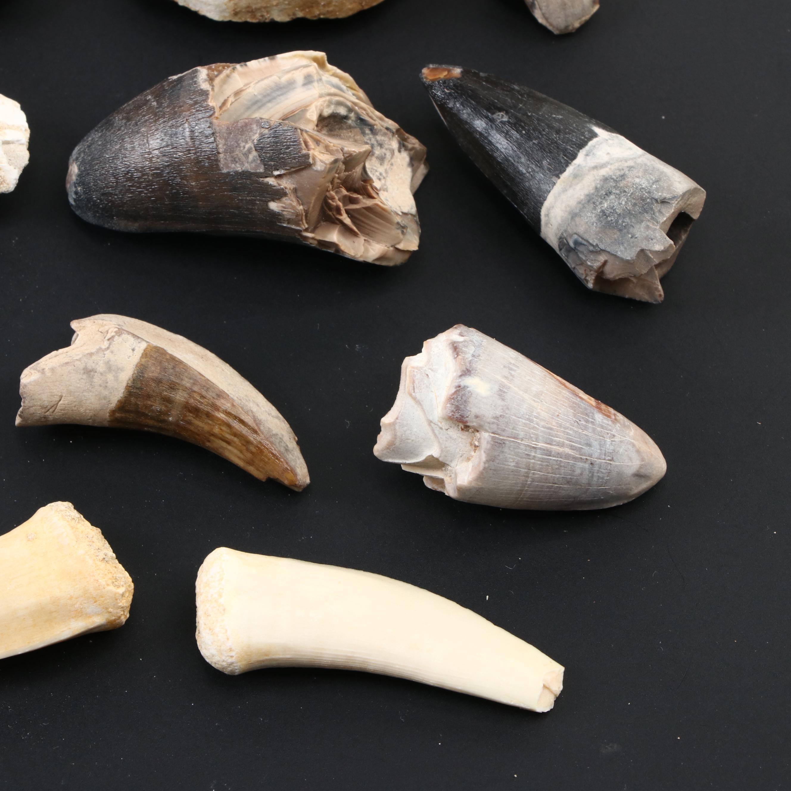 Spinosaurus Tooth with Alligator, Crocodile and Other Fossilized Teeth