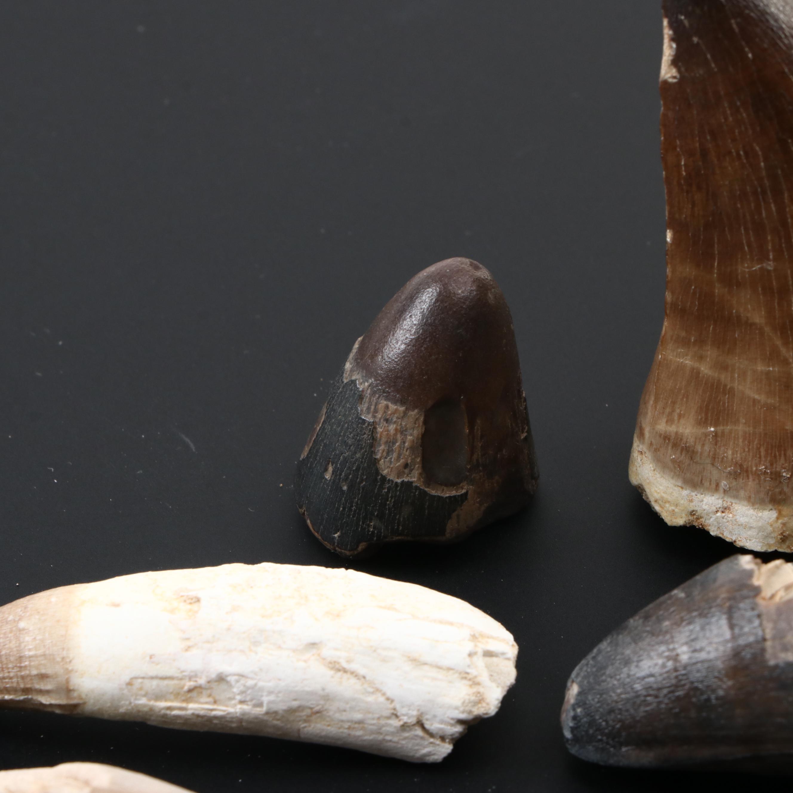 Spinosaurus Tooth with Alligator, Crocodile and Other Fossilized Teeth
