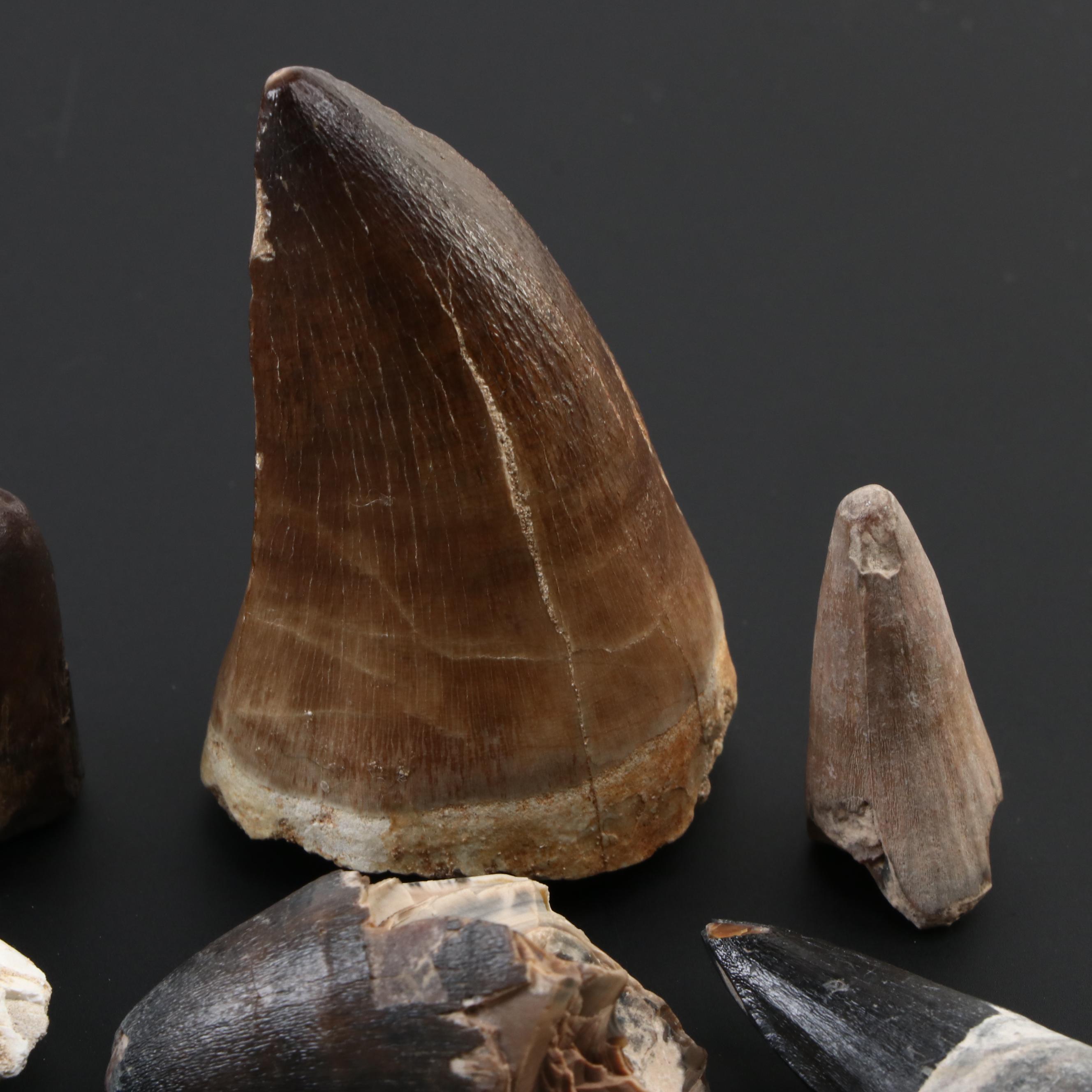 Spinosaurus Tooth with Alligator, Crocodile and Other Fossilized Teeth