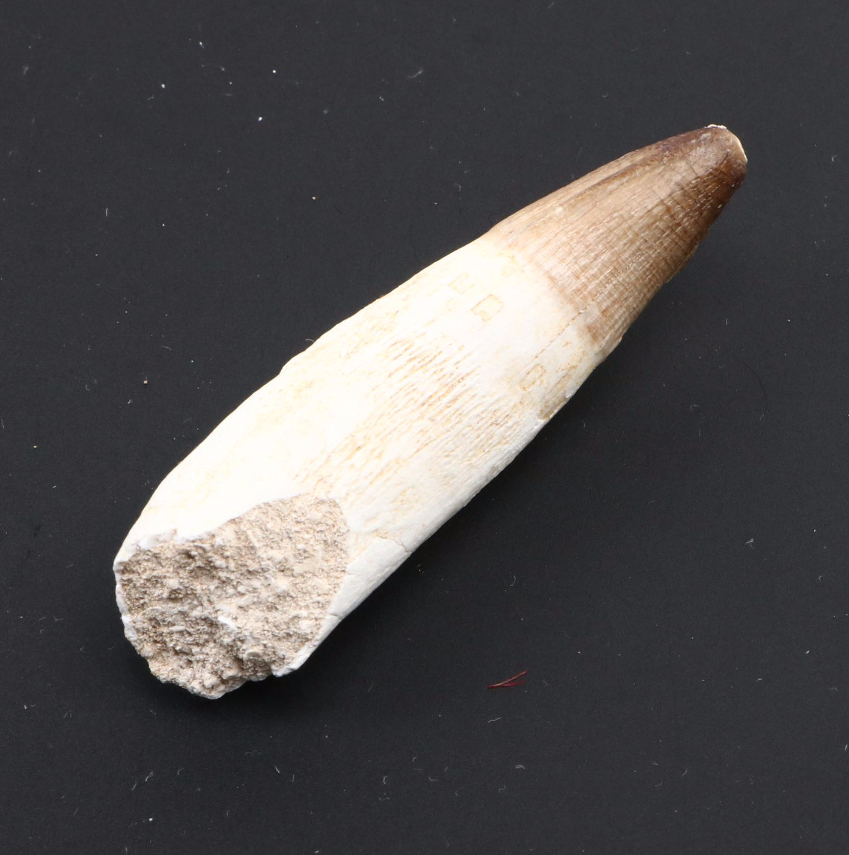 Spinosaurus Tooth with Alligator, Crocodile and Other Fossilized Teeth