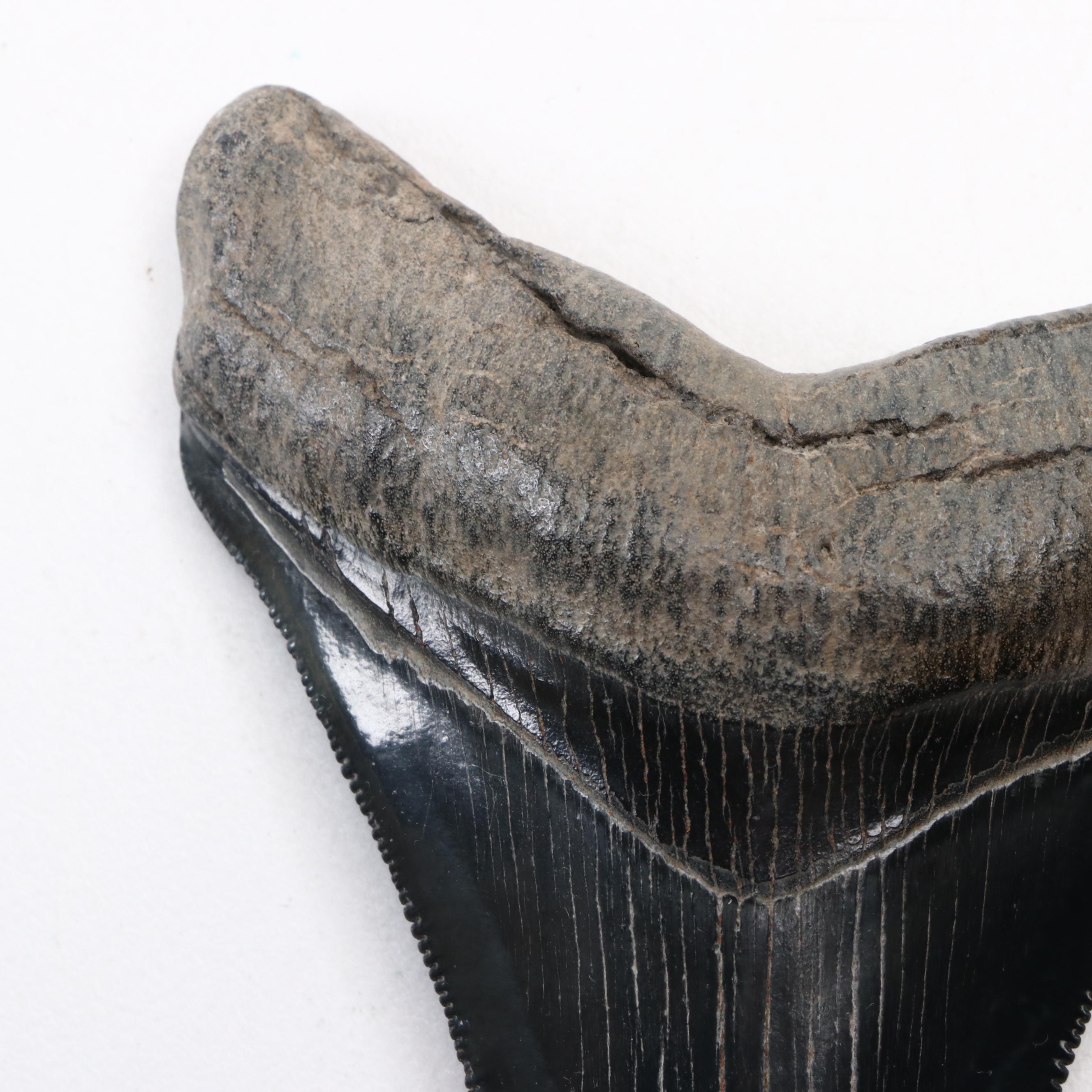 Fossilized Megalodon Tooth