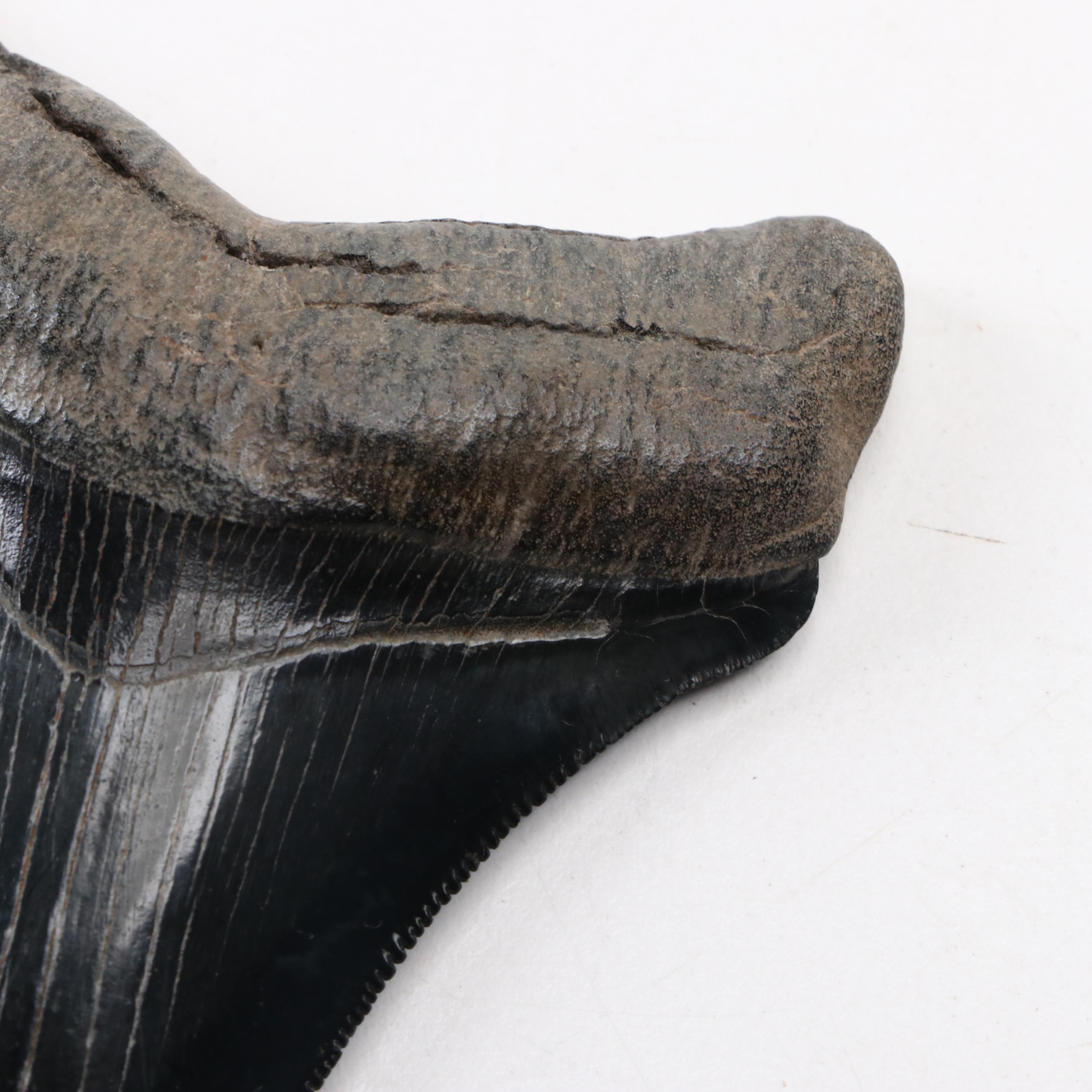 Fossilized Megalodon Tooth