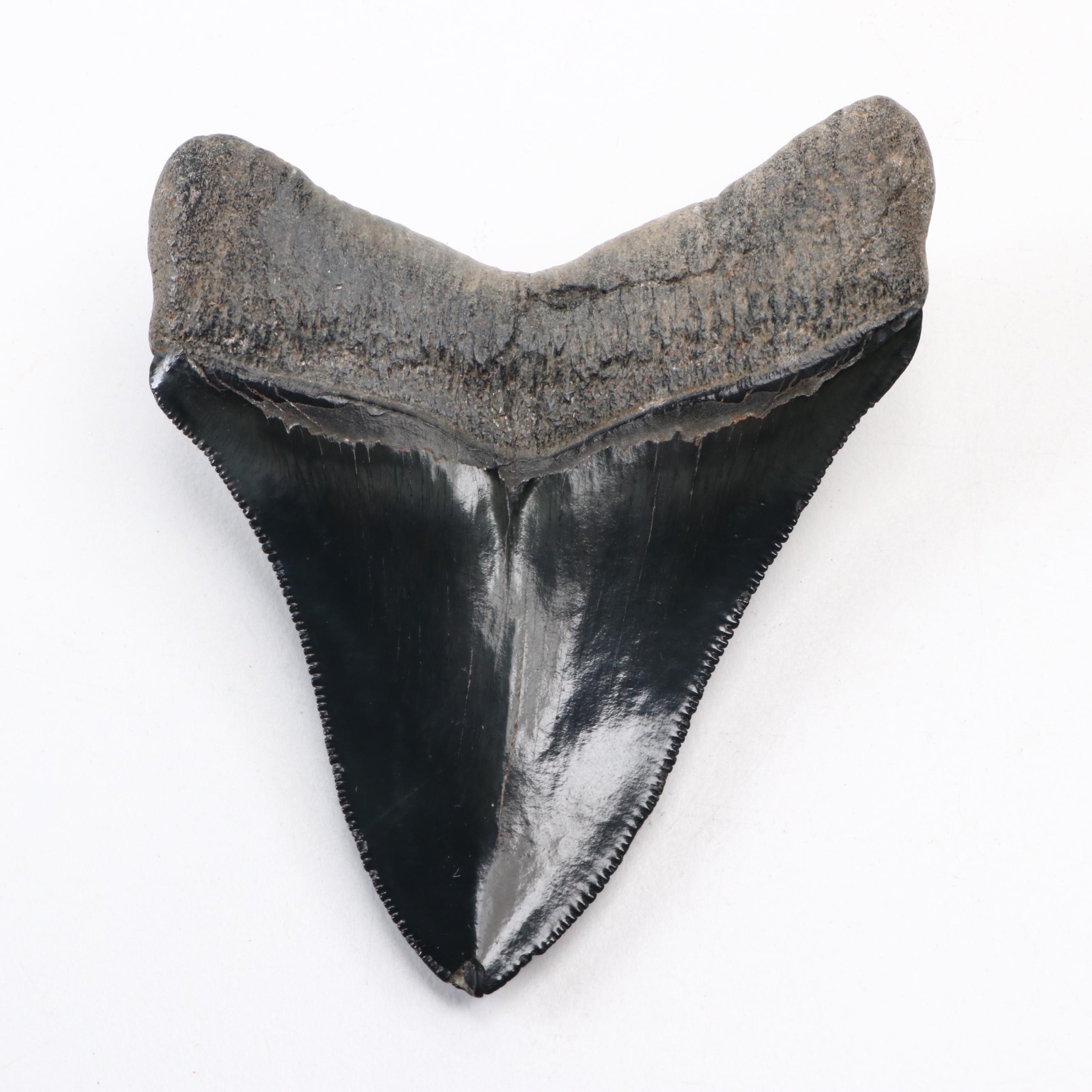 Fossilized Megalodon Tooth
