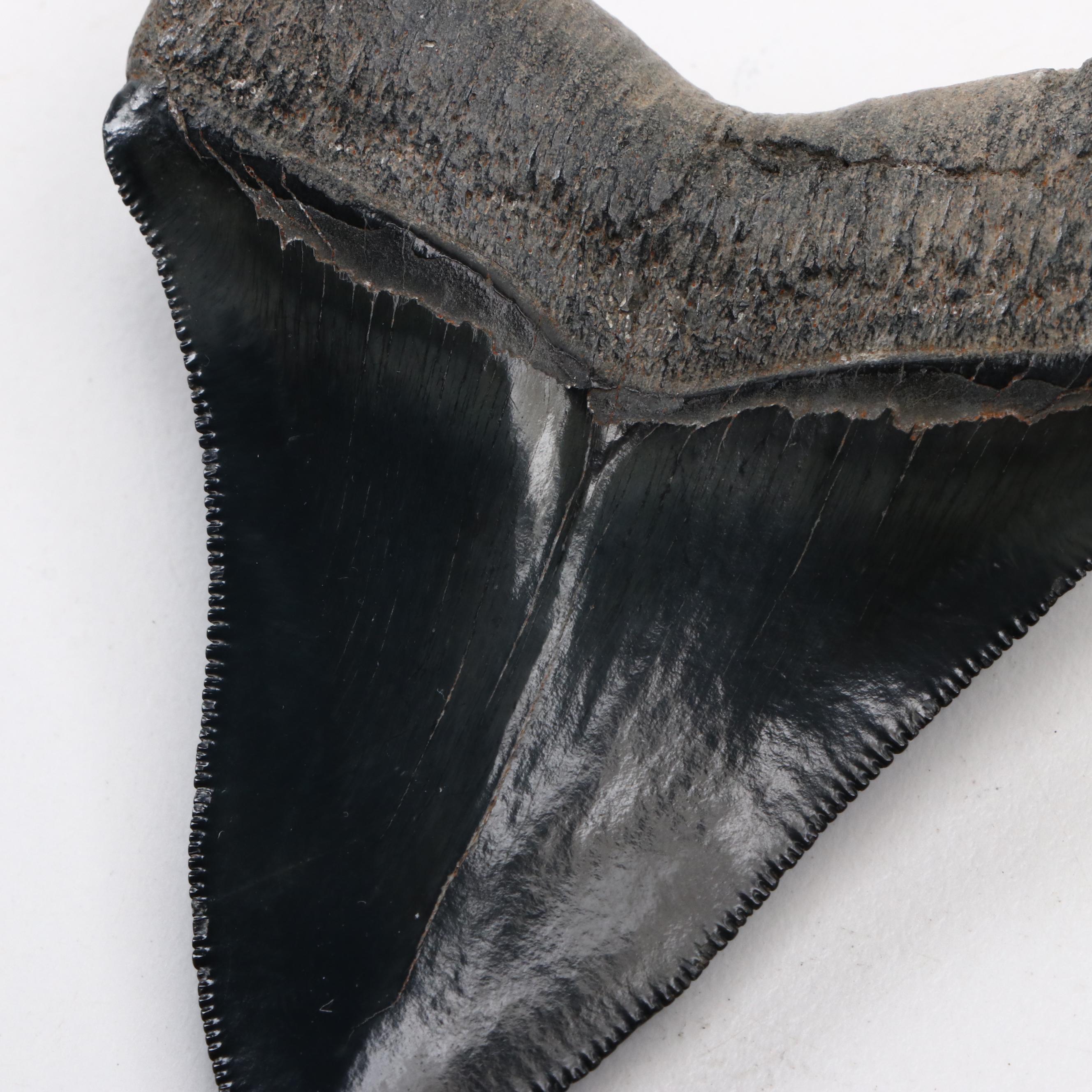 Fossilized Megalodon Tooth