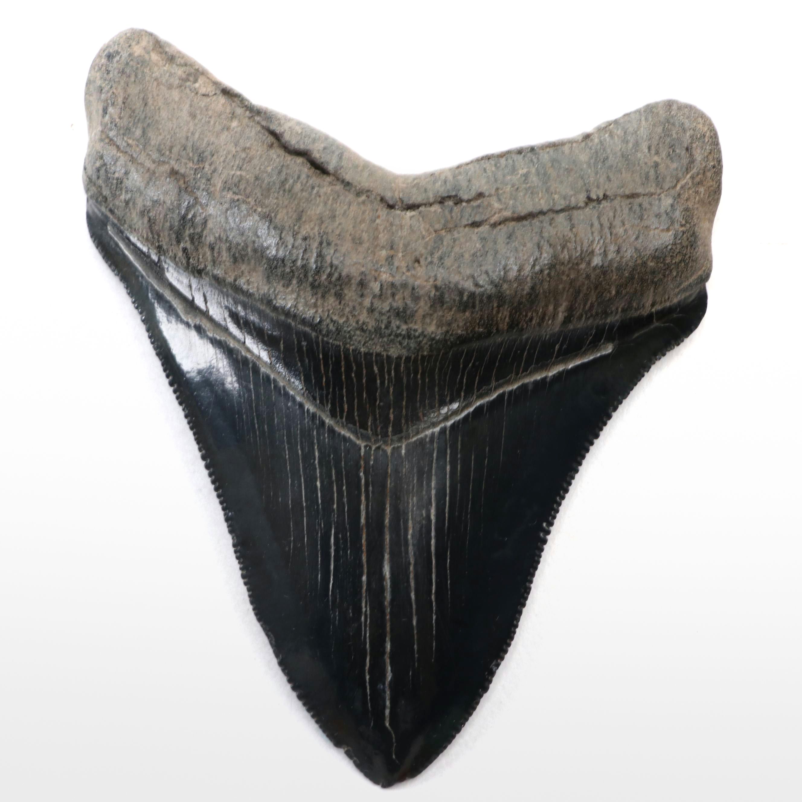 Fossilized Megalodon Tooth