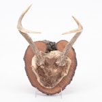 Taxidermy White-Tailed Deer Antler Mount With Partial Skullcap