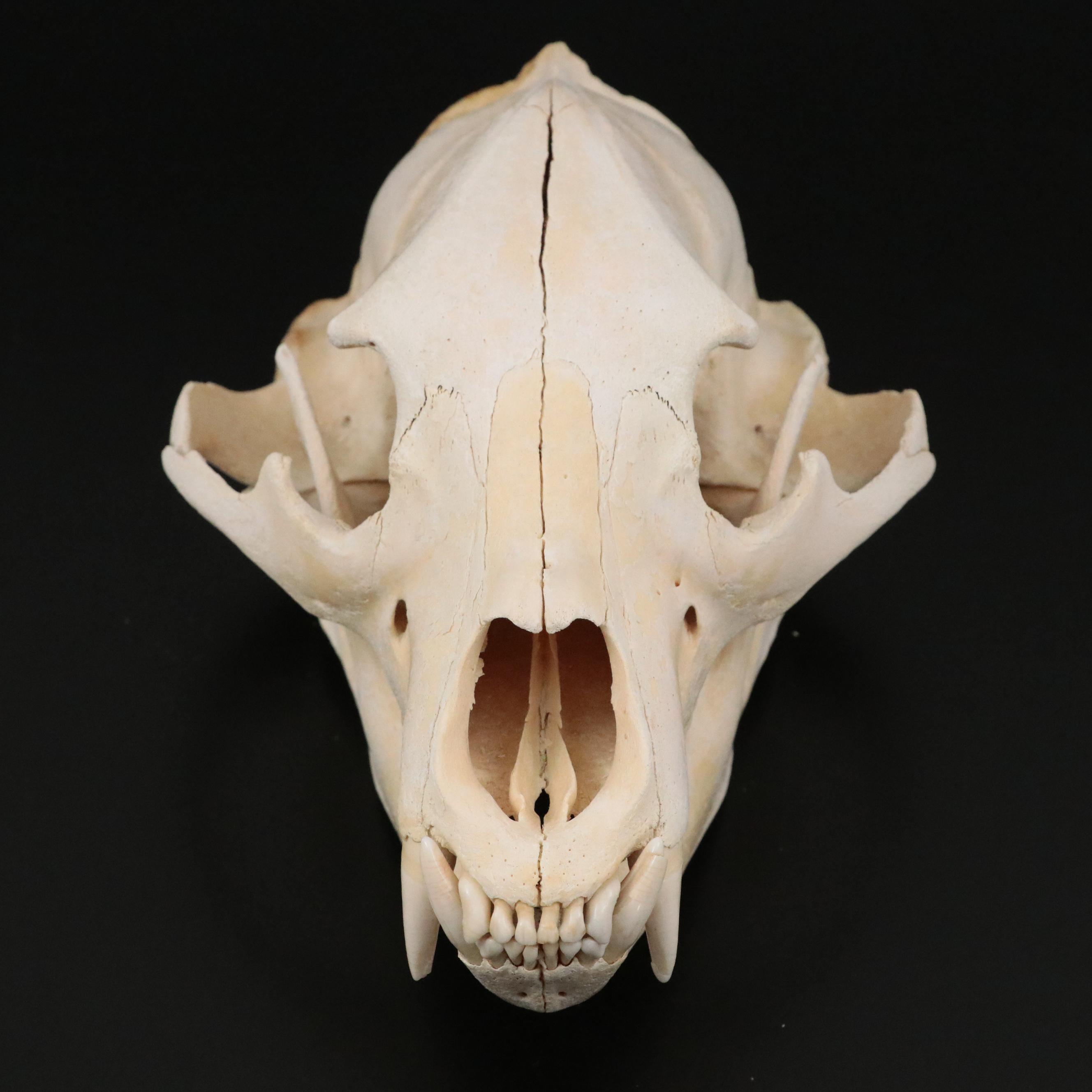 Taxidermy Black Bear Skull