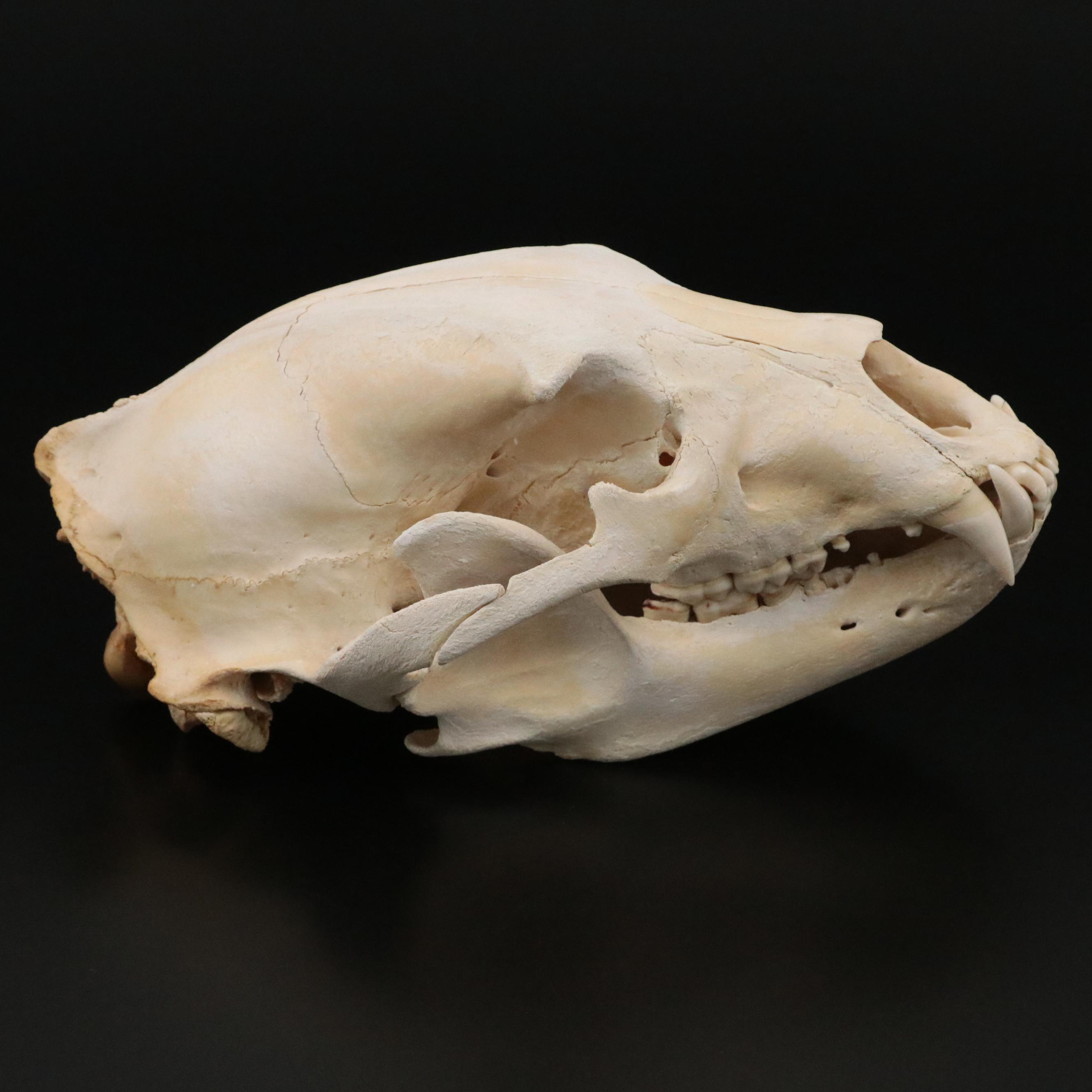 Taxidermy Black Bear Skull