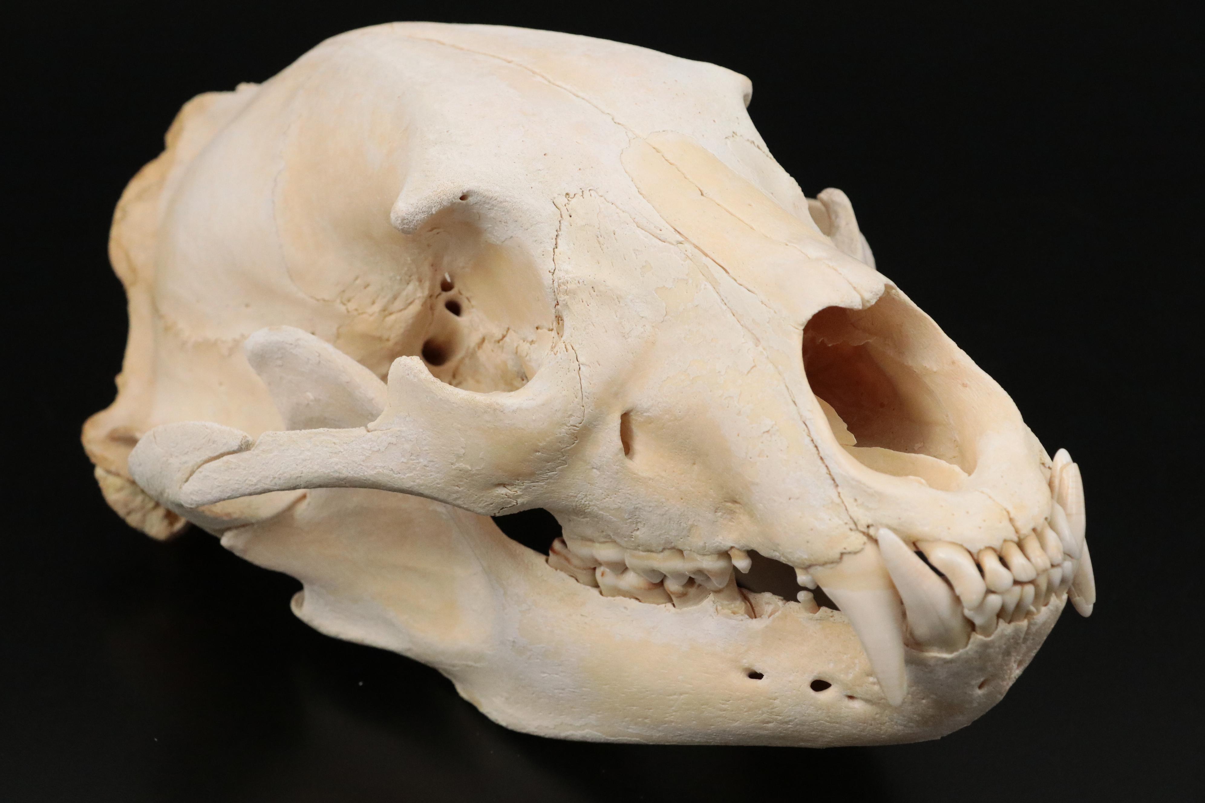 Taxidermy Black Bear Skull