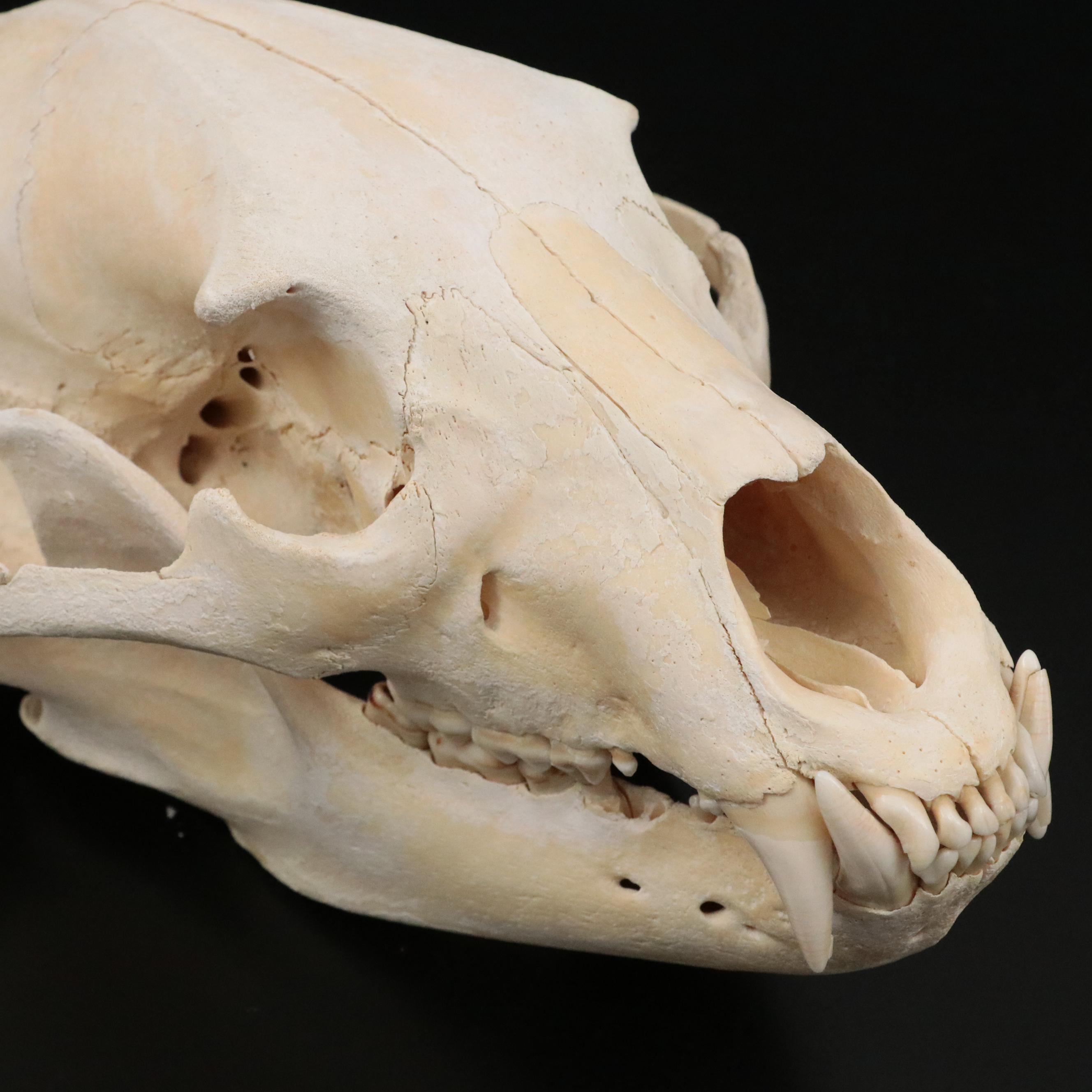 Taxidermy Black Bear Skull