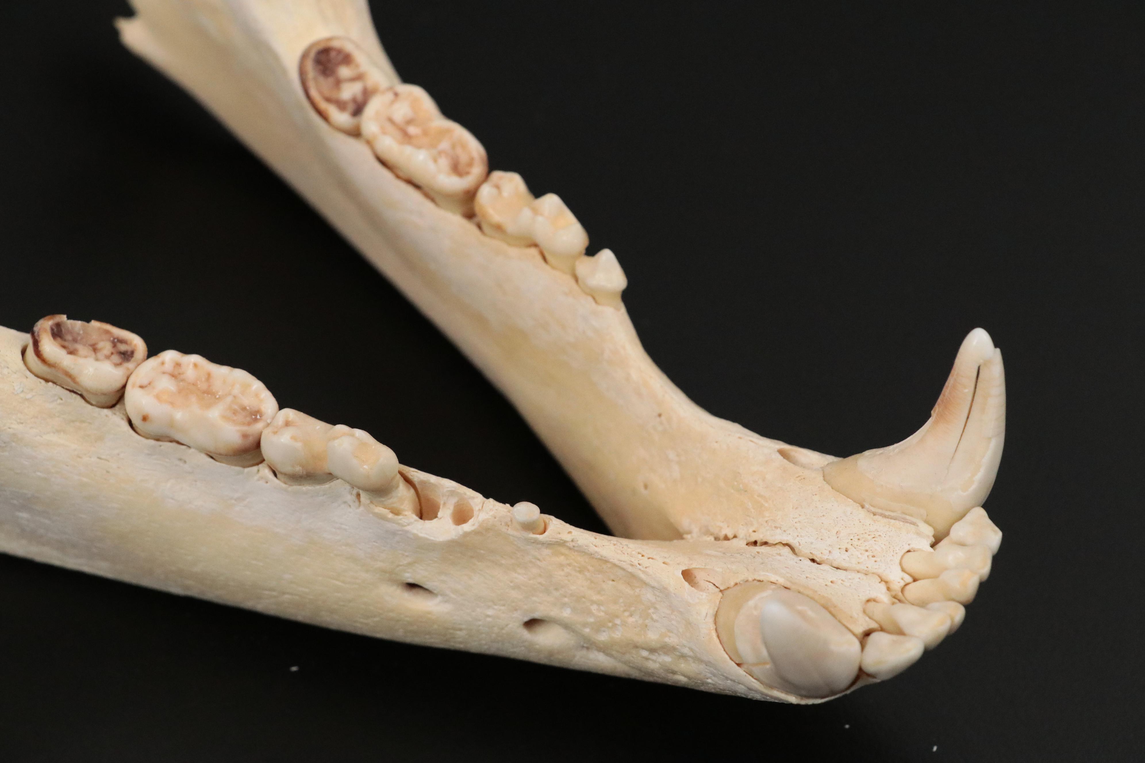 Taxidermy Black Bear Skull