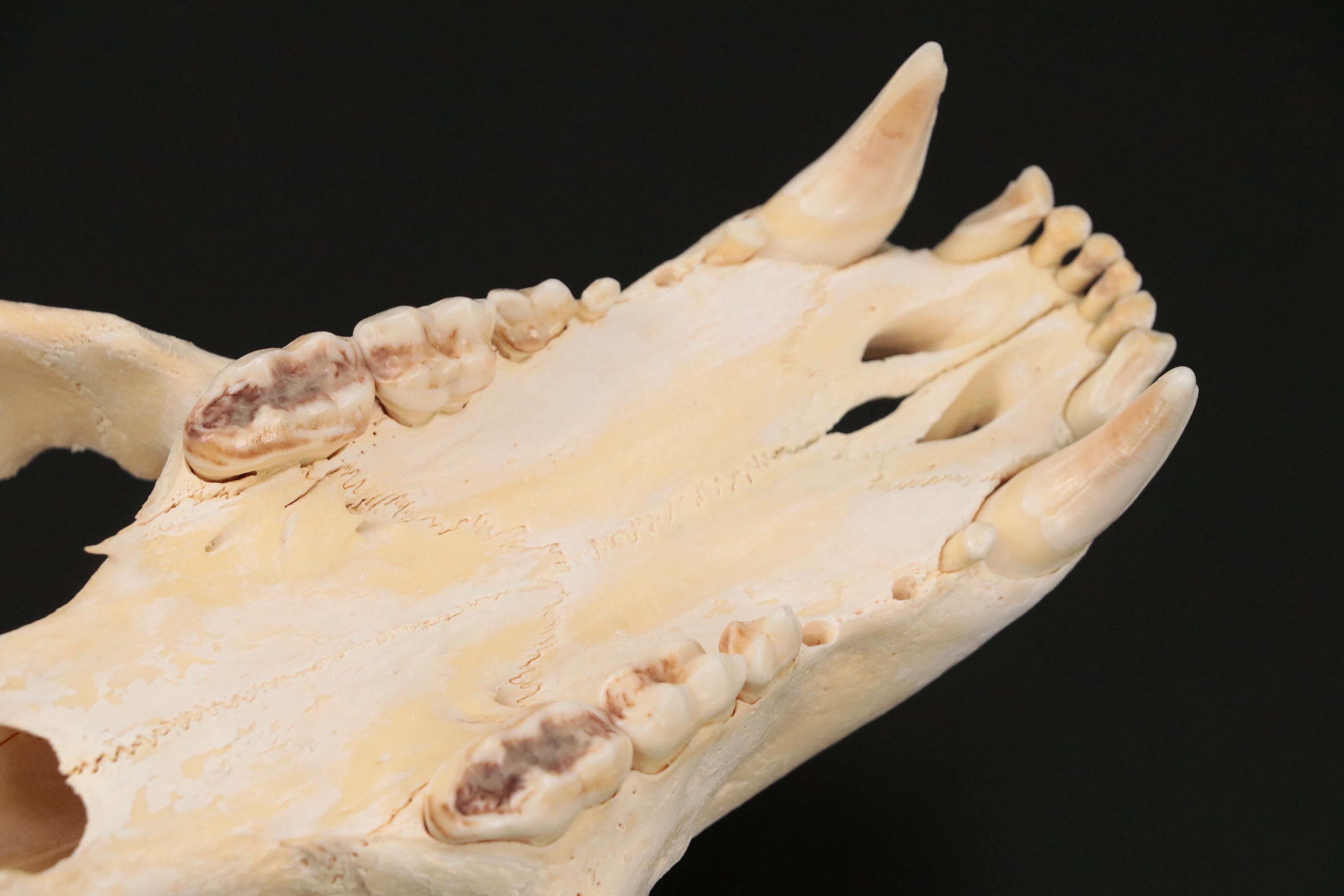 Taxidermy Black Bear Skull