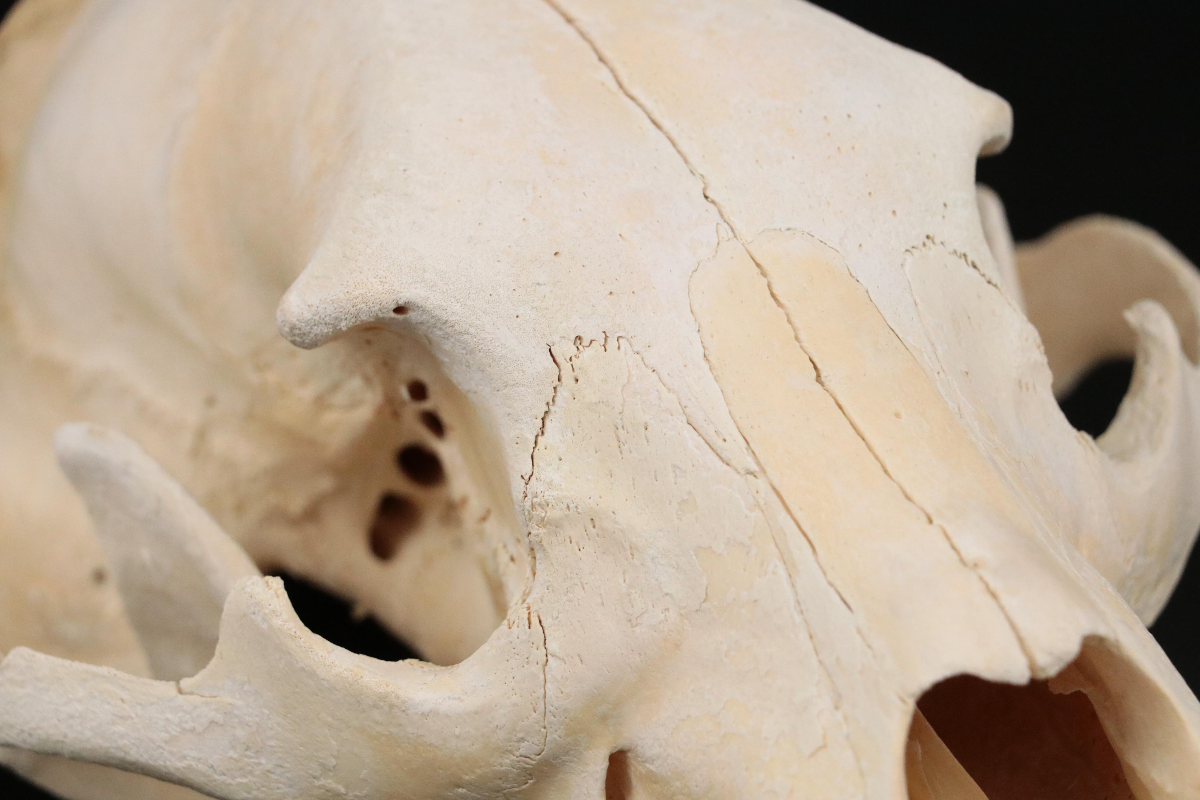 Taxidermy Black Bear Skull