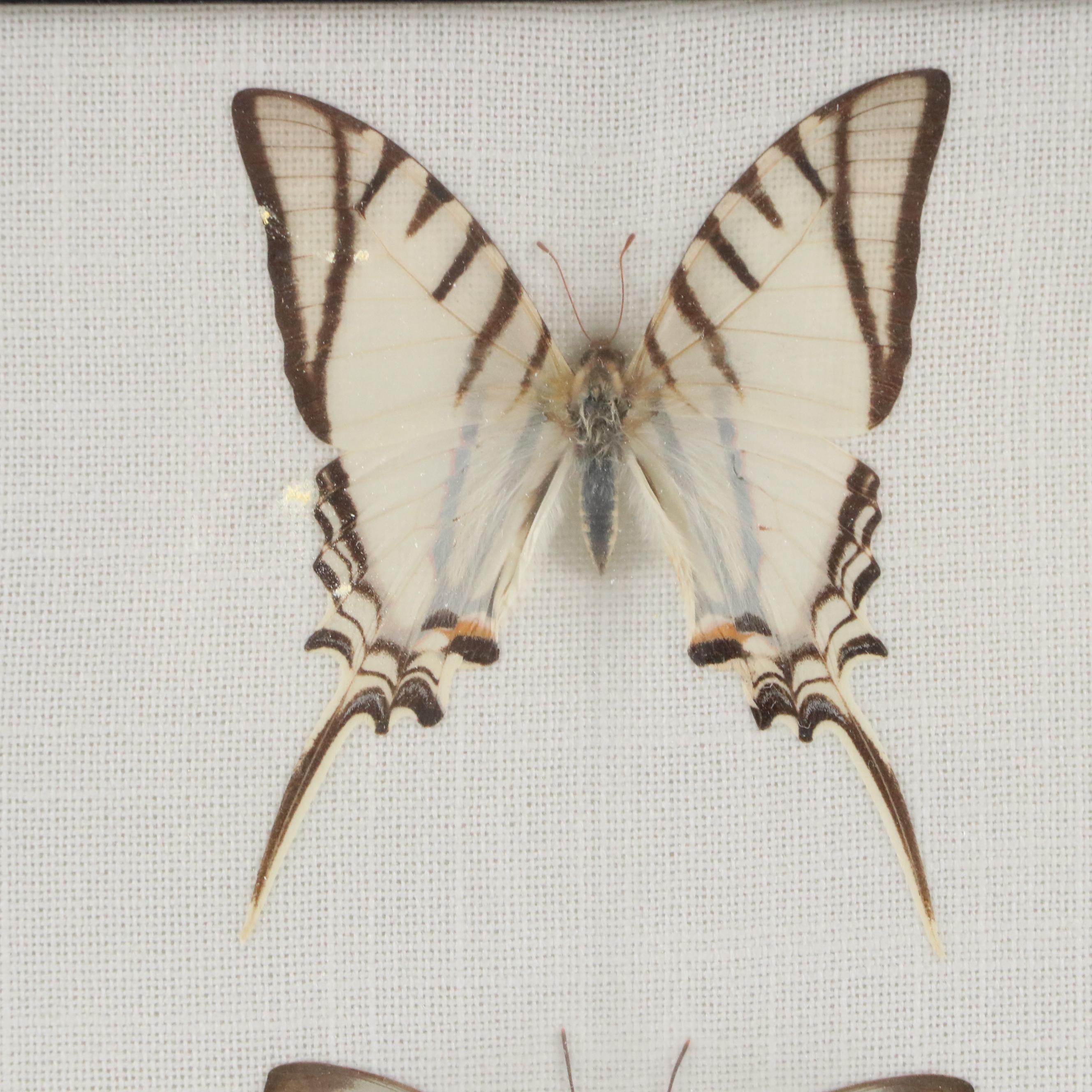 Paper Kite, Great Kite-Swallowtail Butterflies in Riker Frame