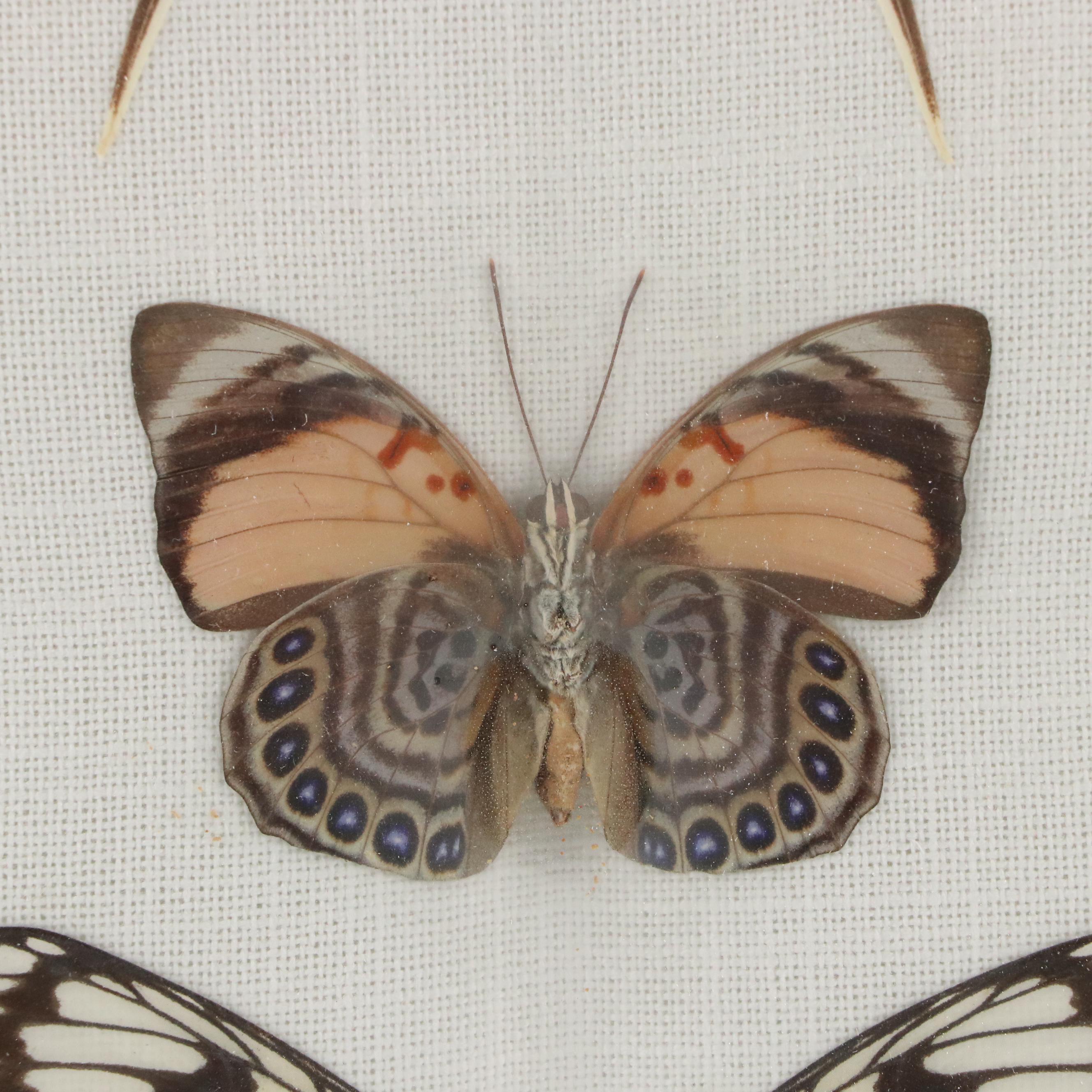 Paper Kite, Great Kite-Swallowtail Butterflies in Riker Frame