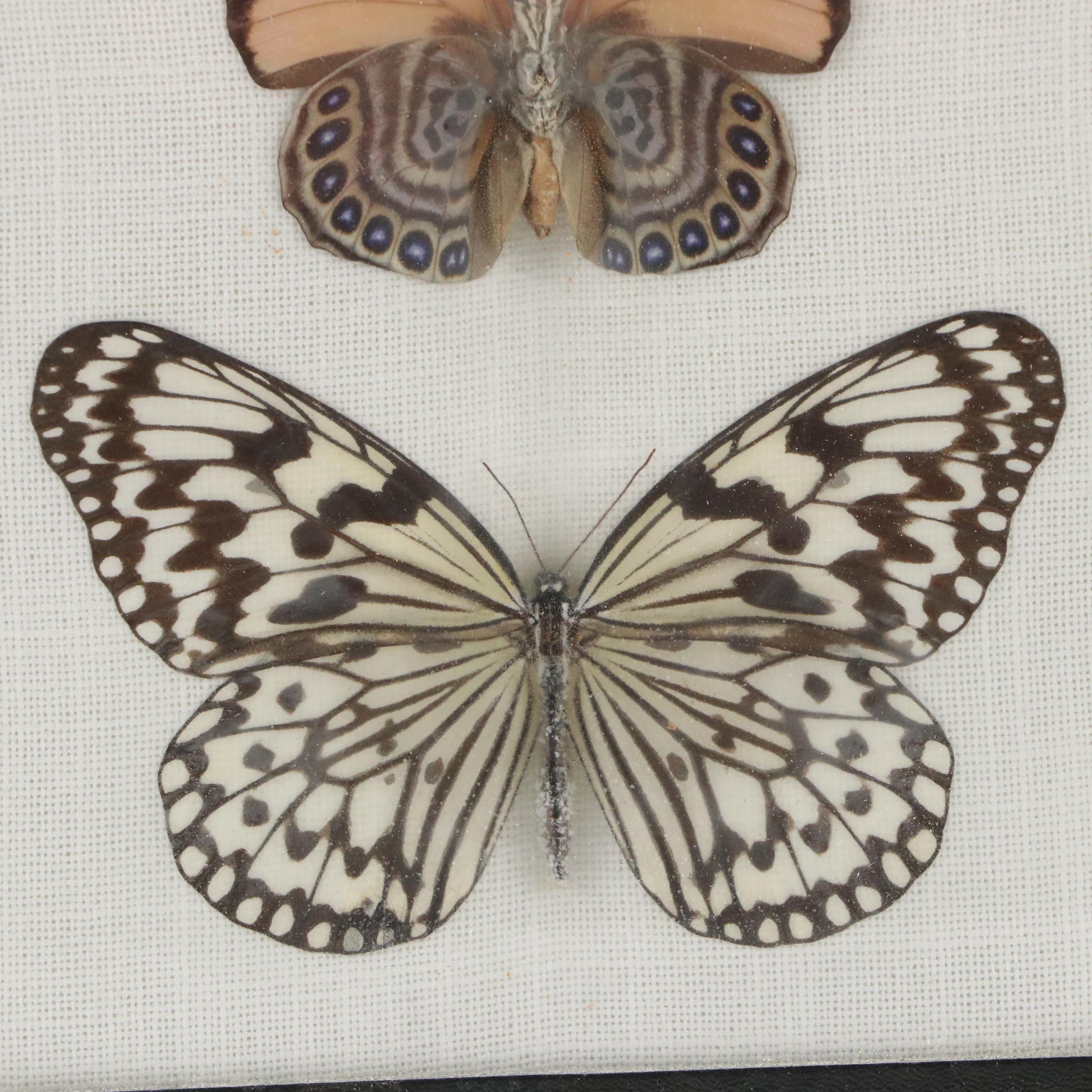 Paper Kite, Great Kite-Swallowtail Butterflies in Riker Frame