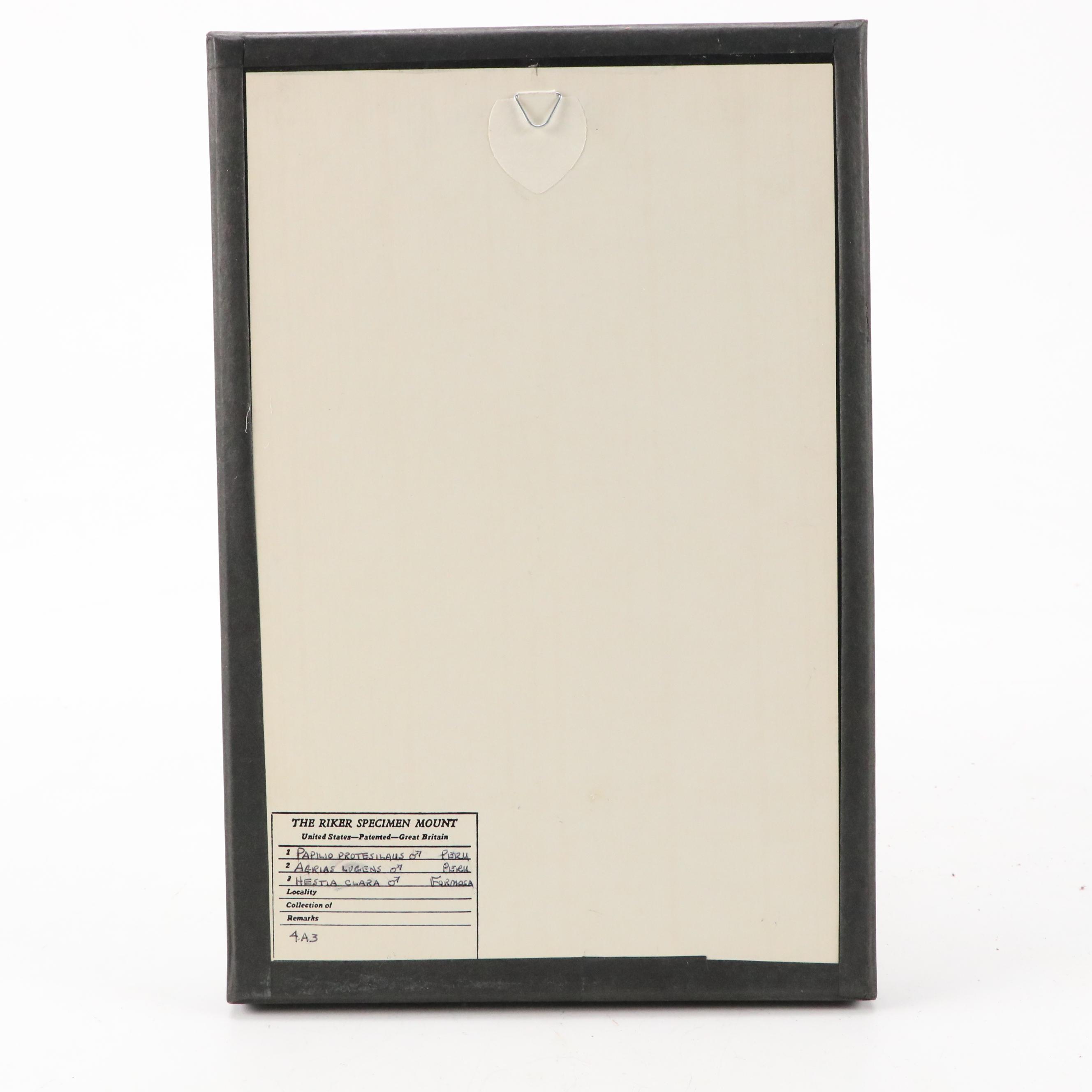 Paper Kite, Great Kite-Swallowtail Butterflies in Riker Frame