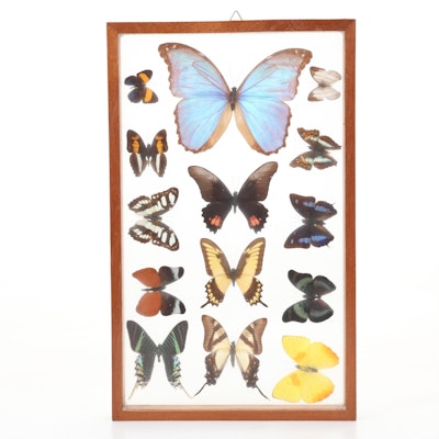 Framed Butterfly Taxidermy Display with Morpho Amathonte
