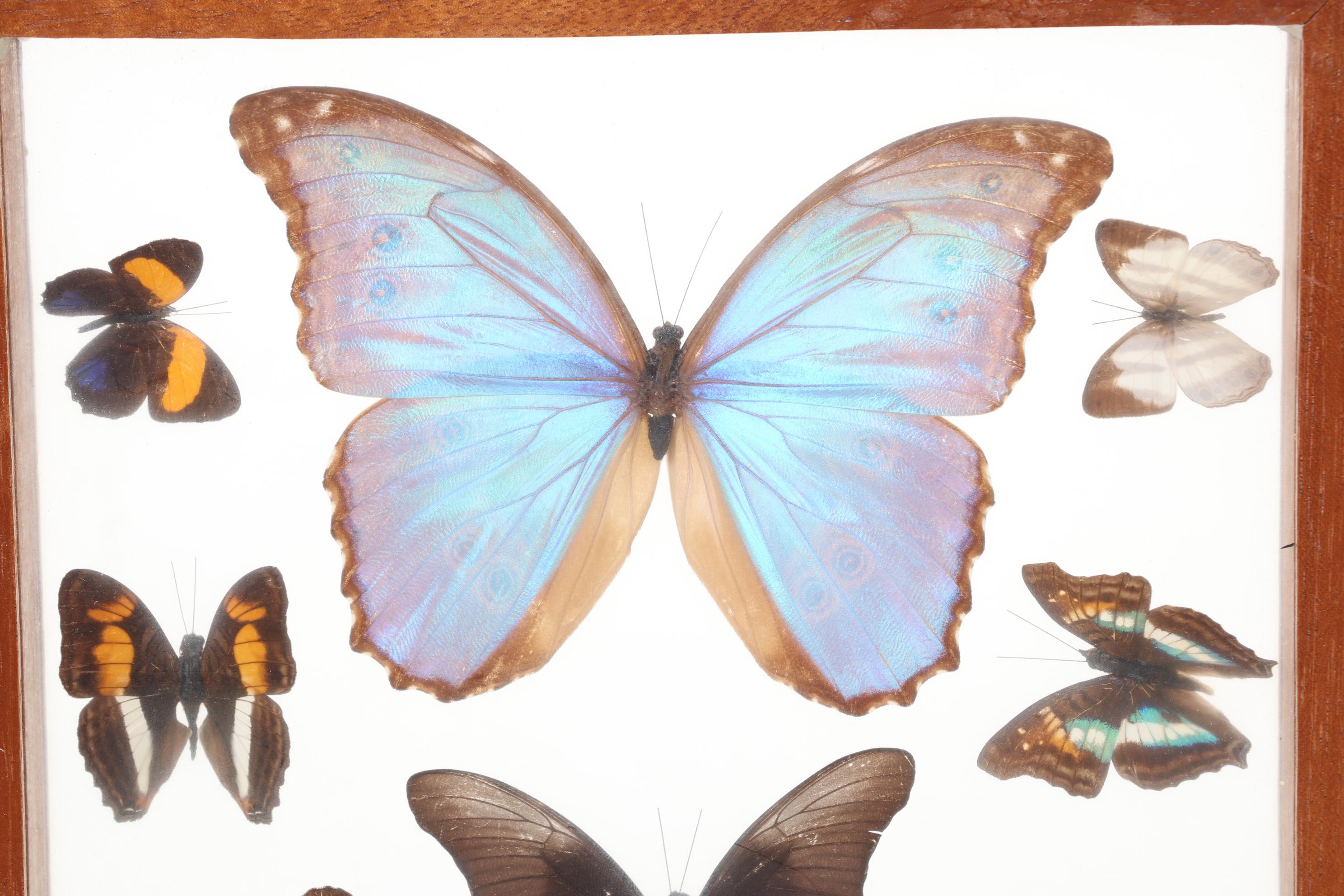 Framed Butterfly Taxidermy Display with Morpho Amathonte